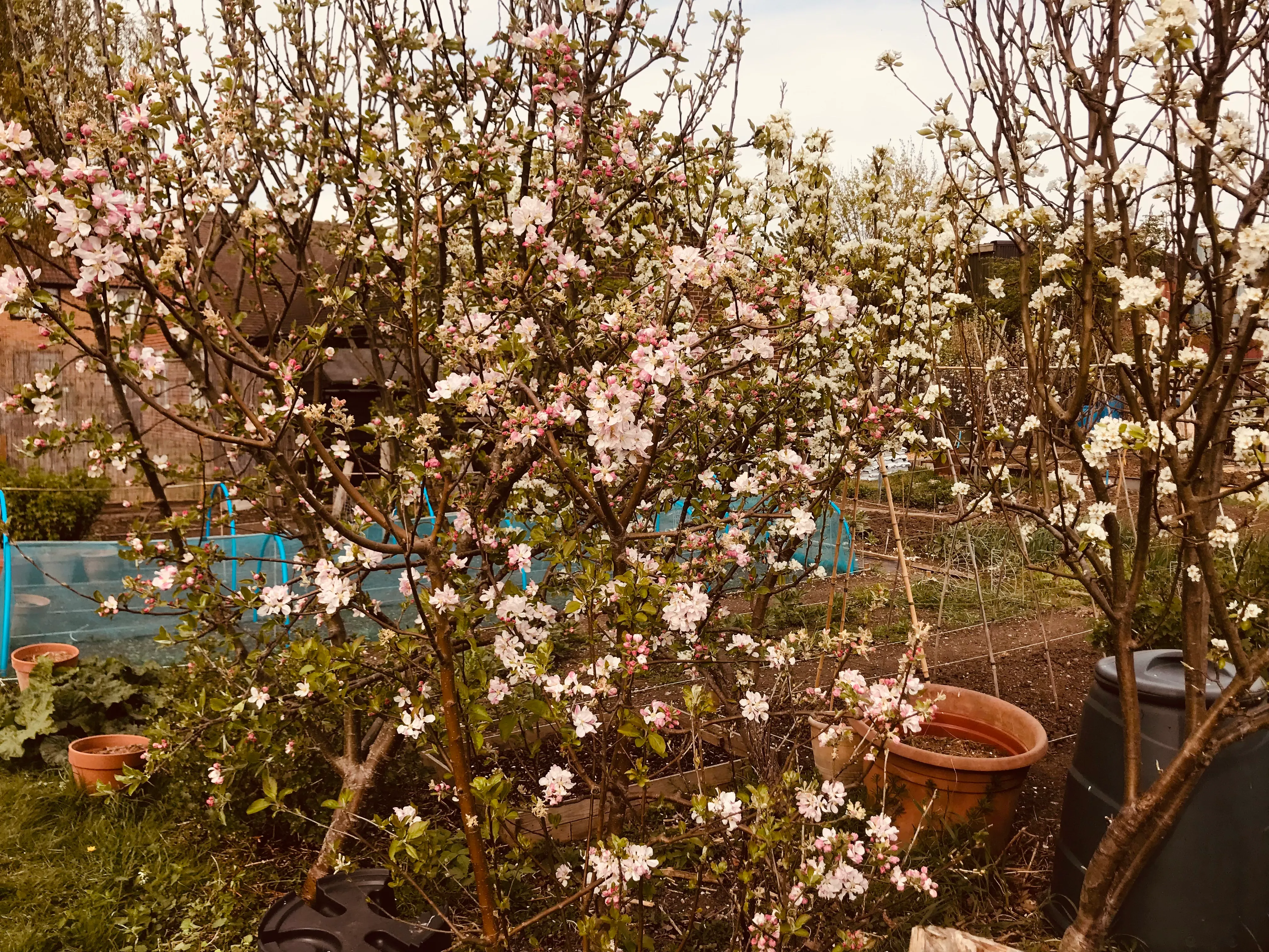 Apple blossom in Spring on an allotment.