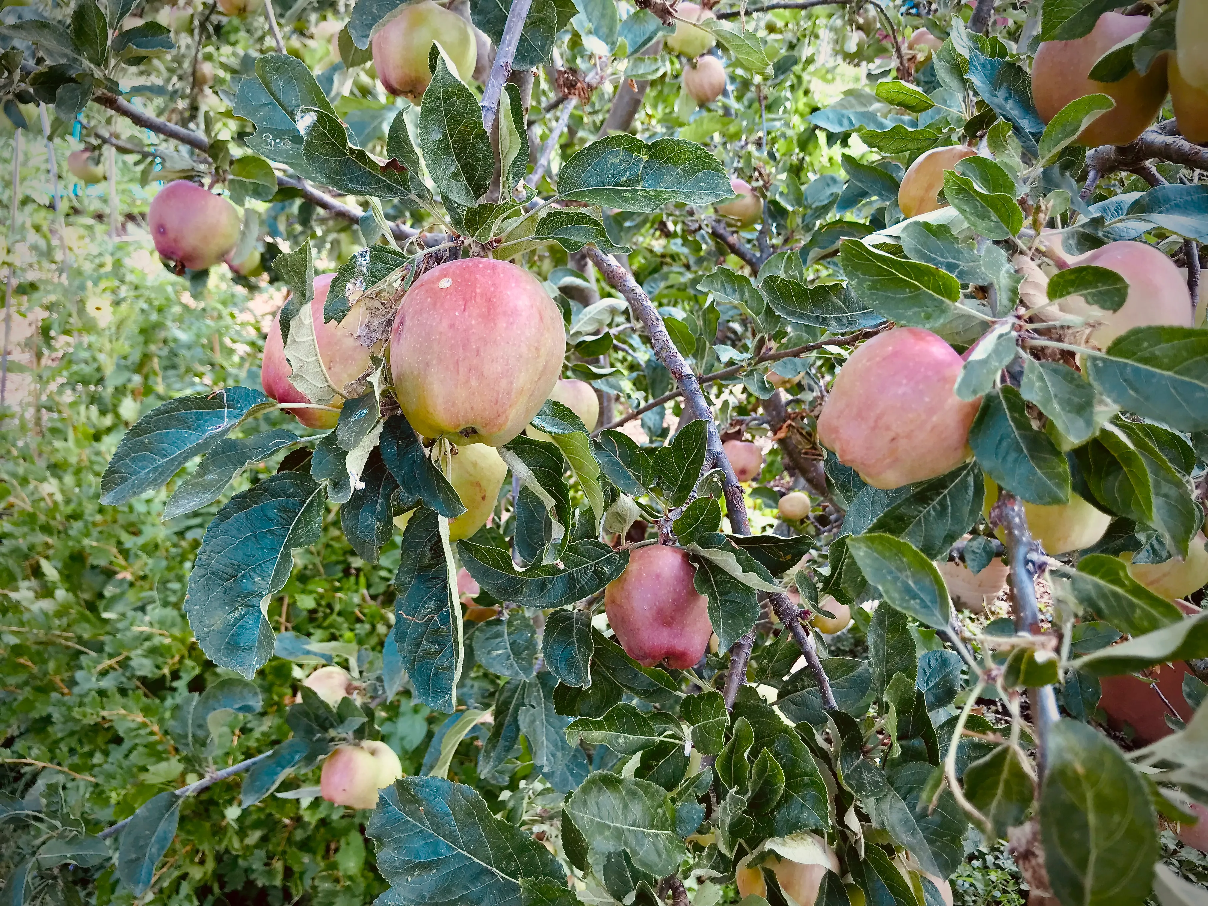 Apple blossom in Spring on an allotment.