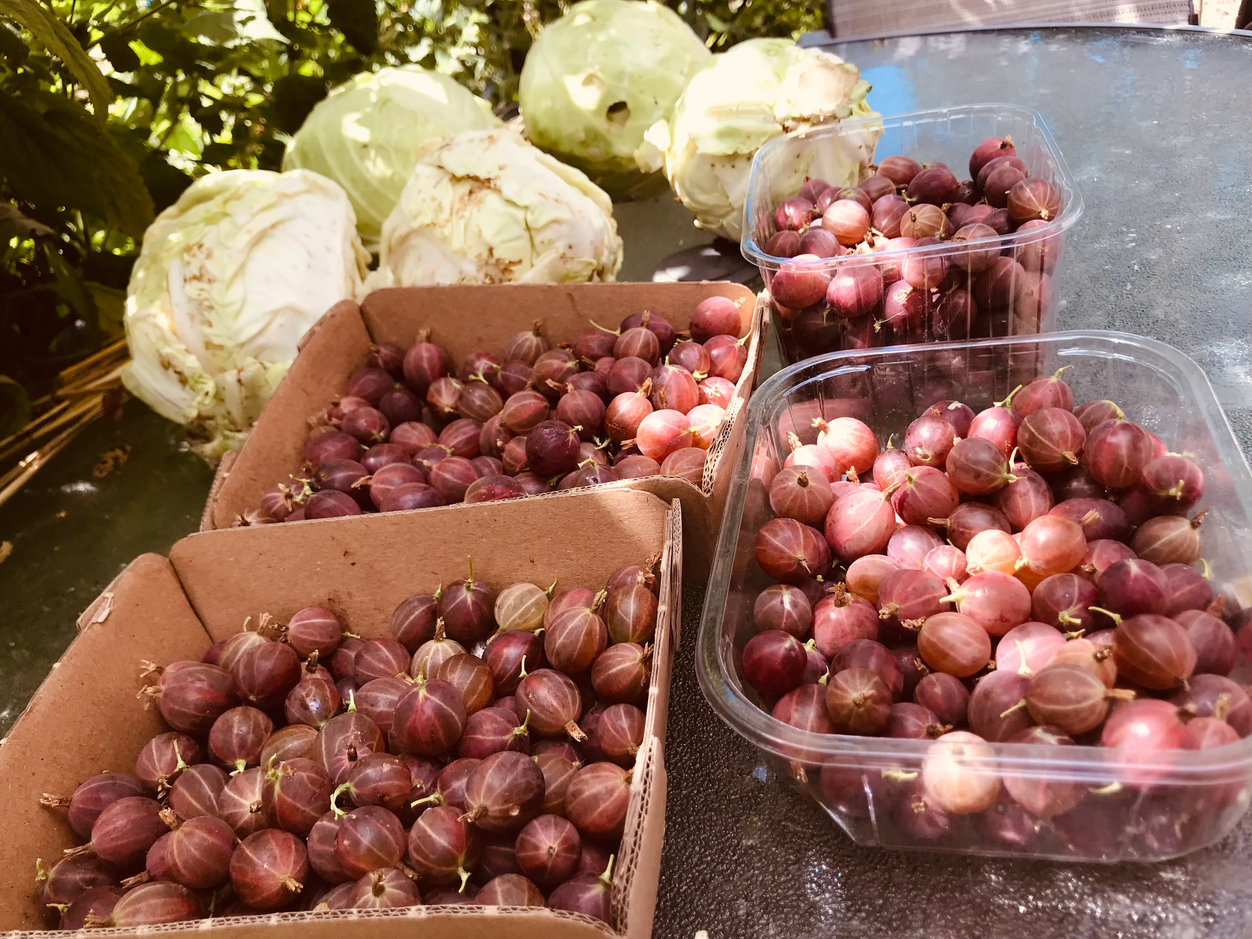 Gooseberries picked on the allotment.