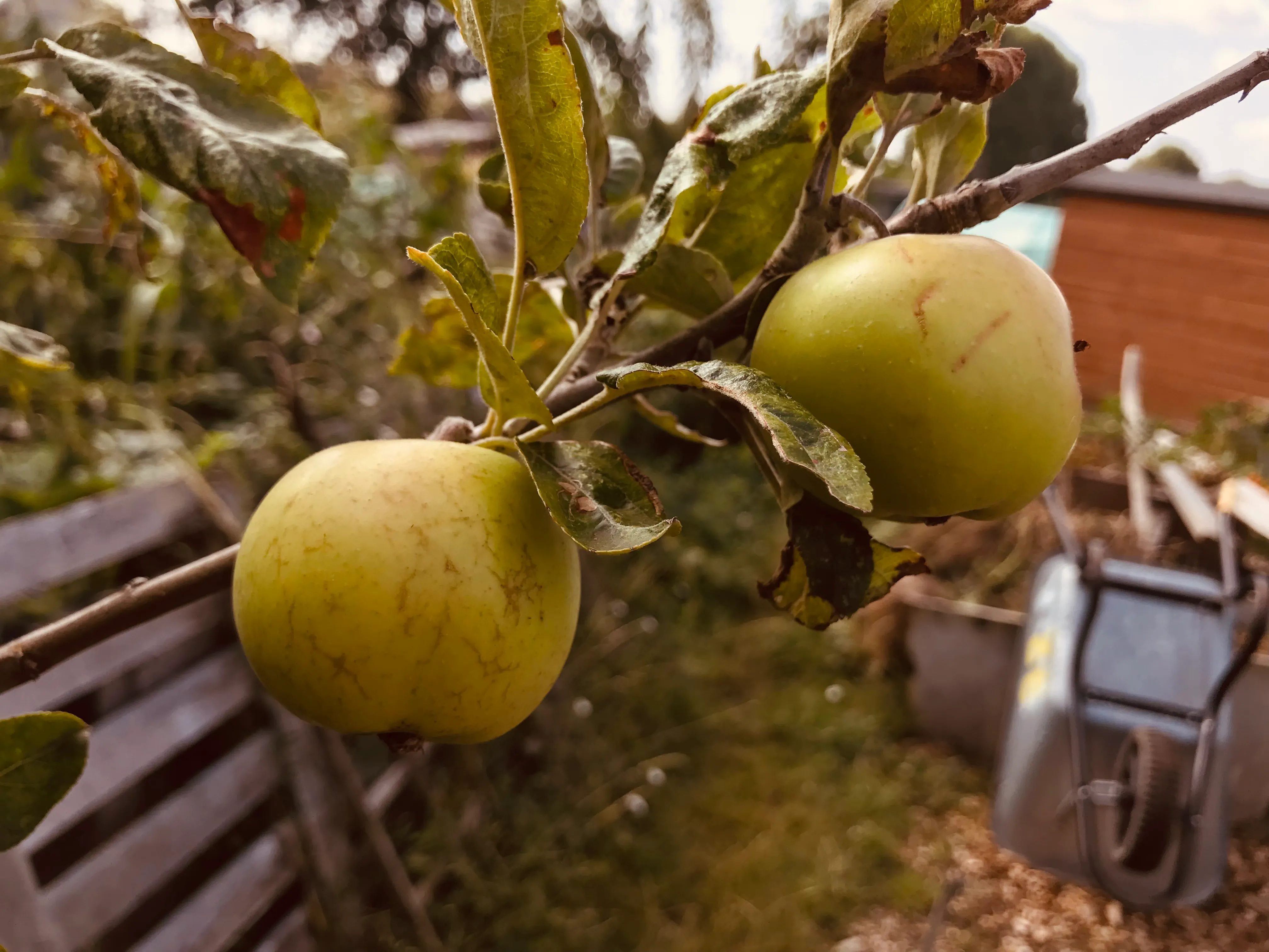 Pears on an allotment.