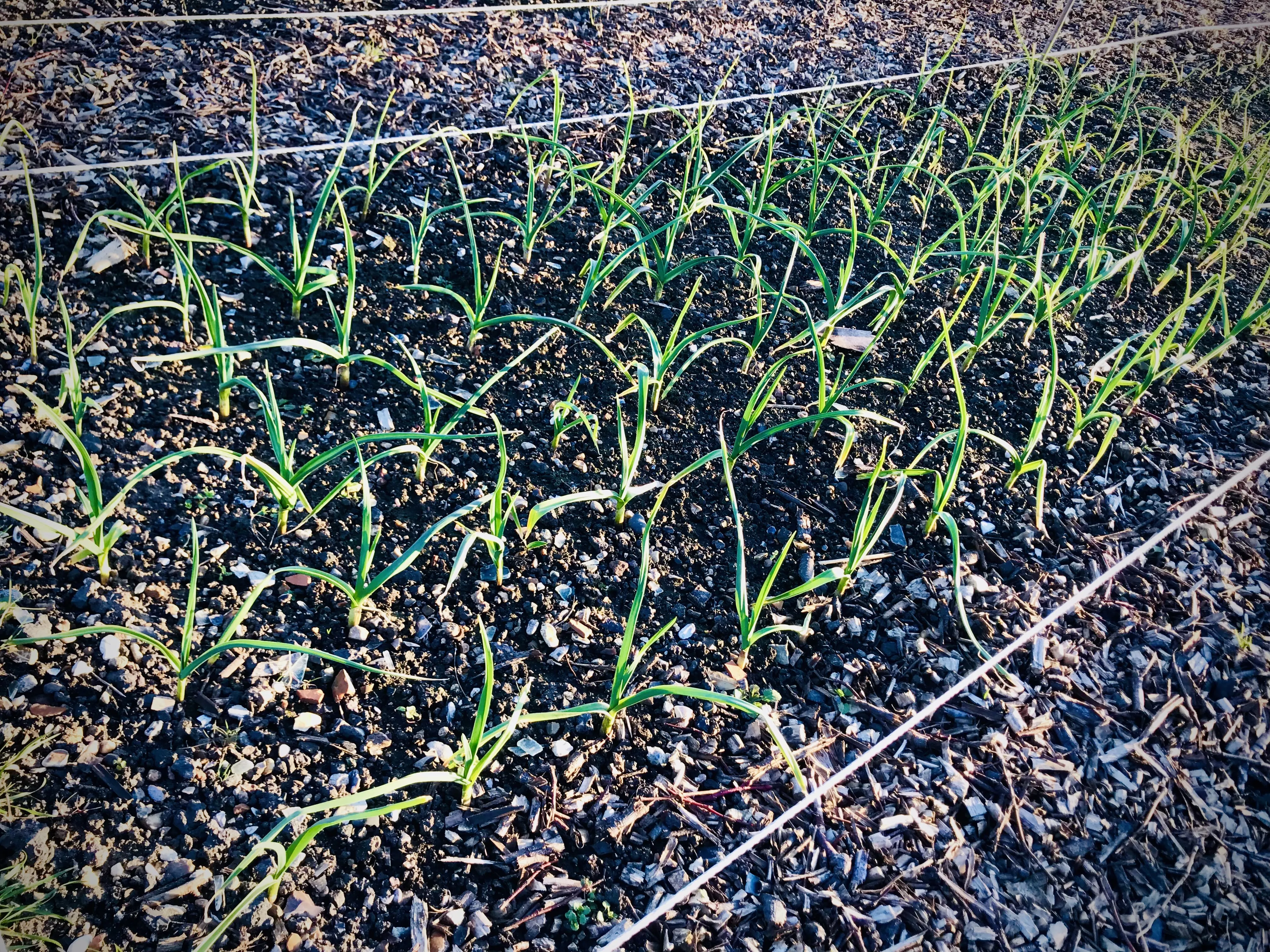 Garlic on the allotment.