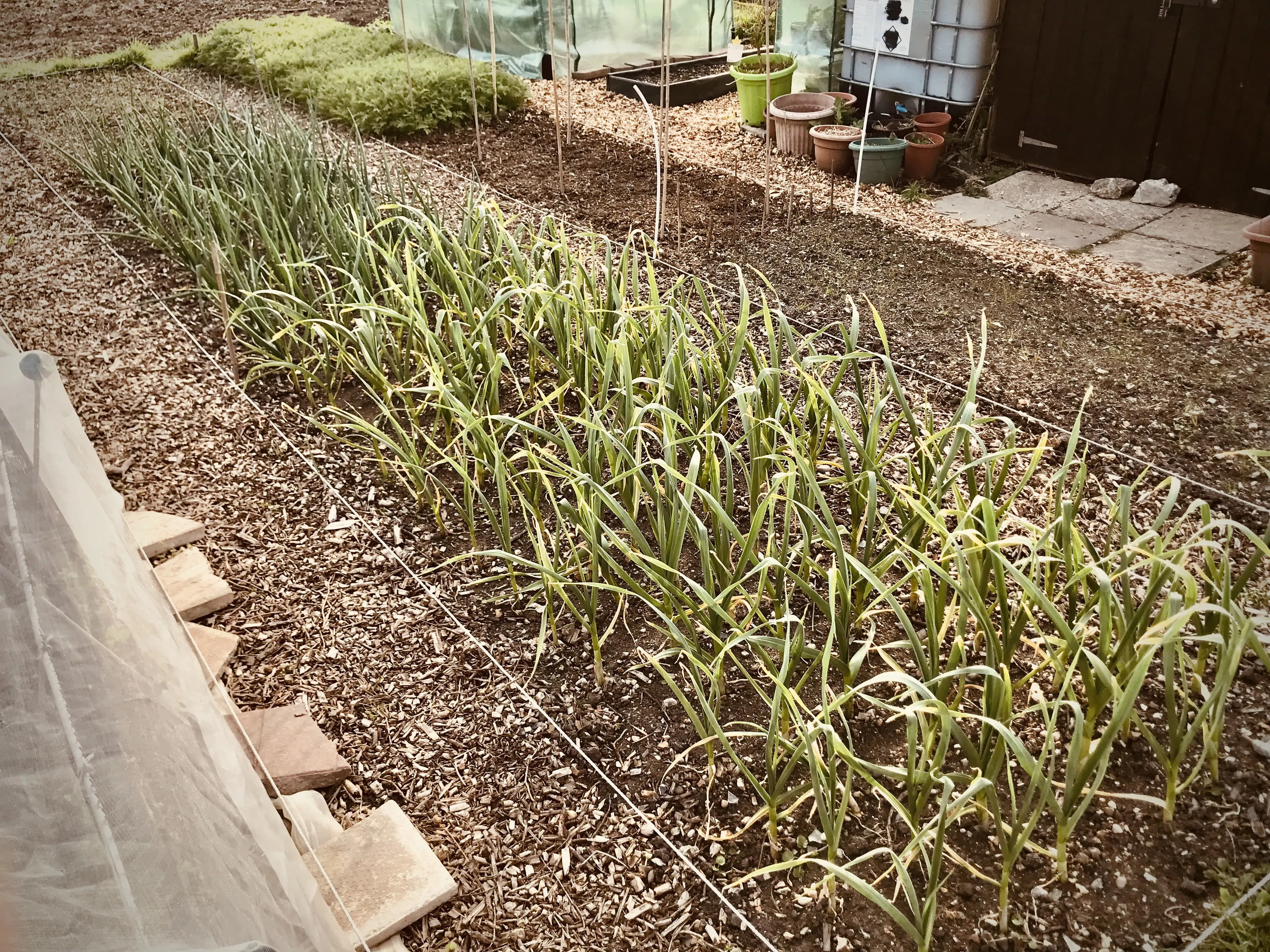 Garlic on the allotment.