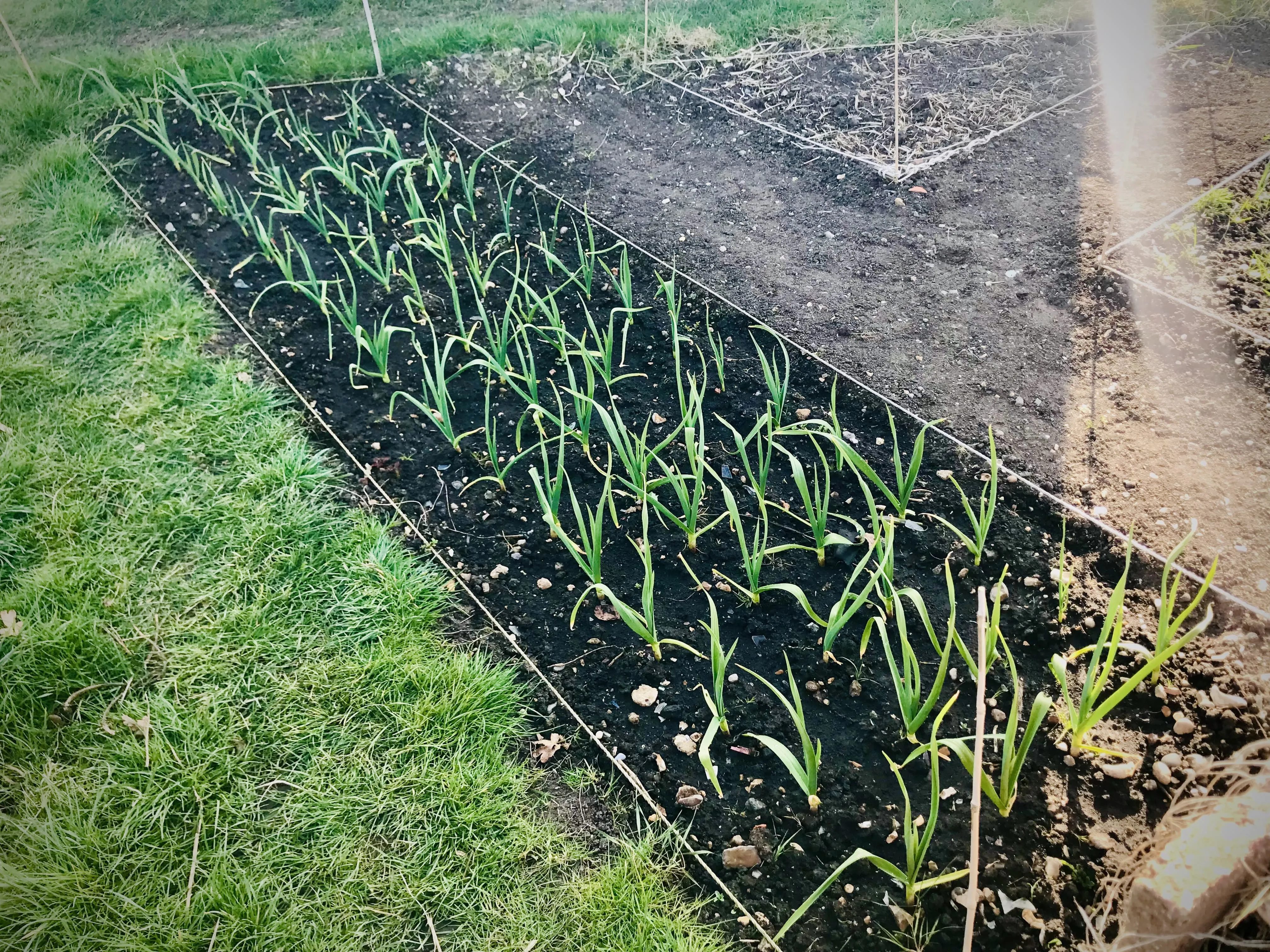 Garlic on the allotment.