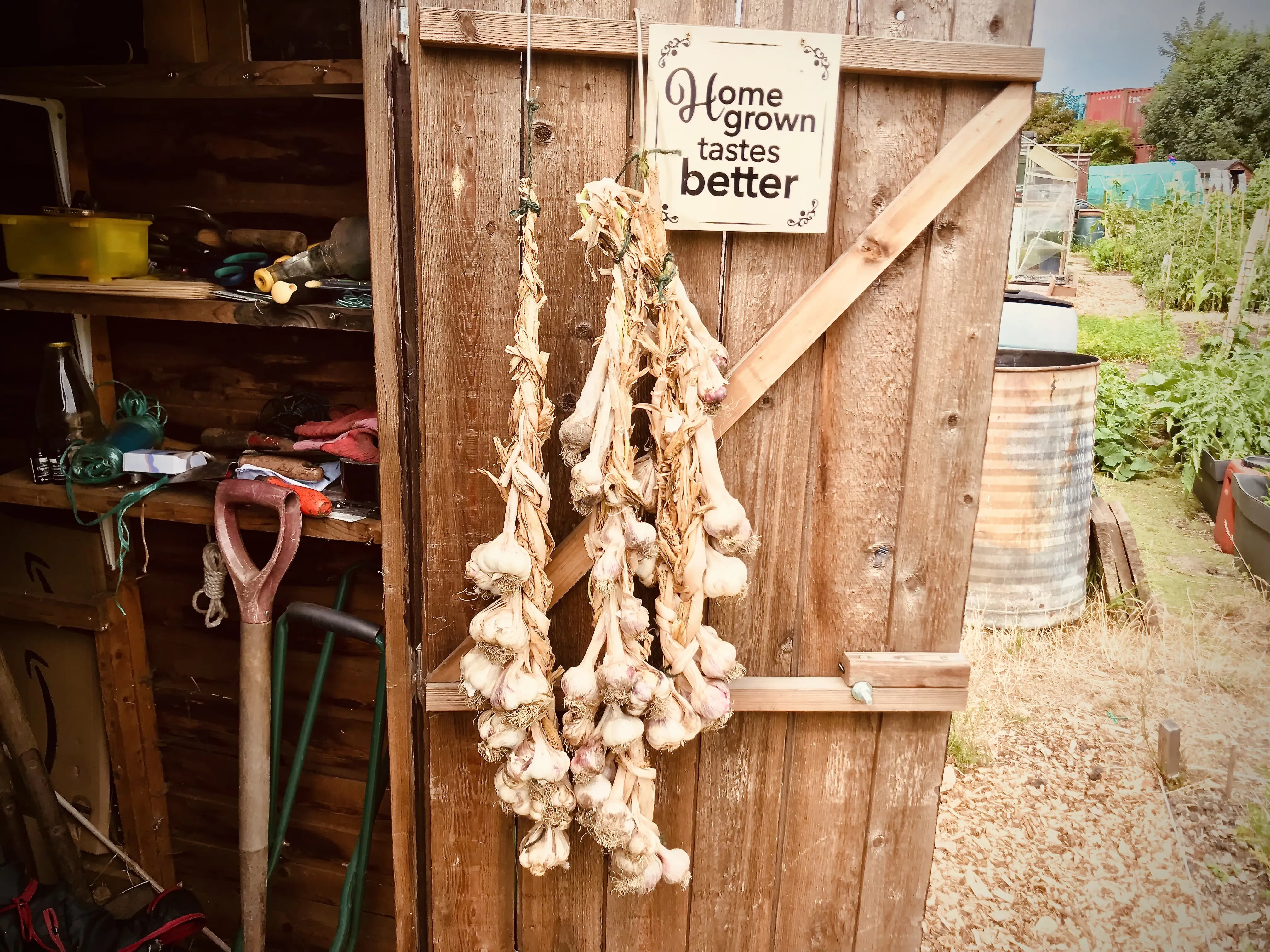 Garlic on the allotment.