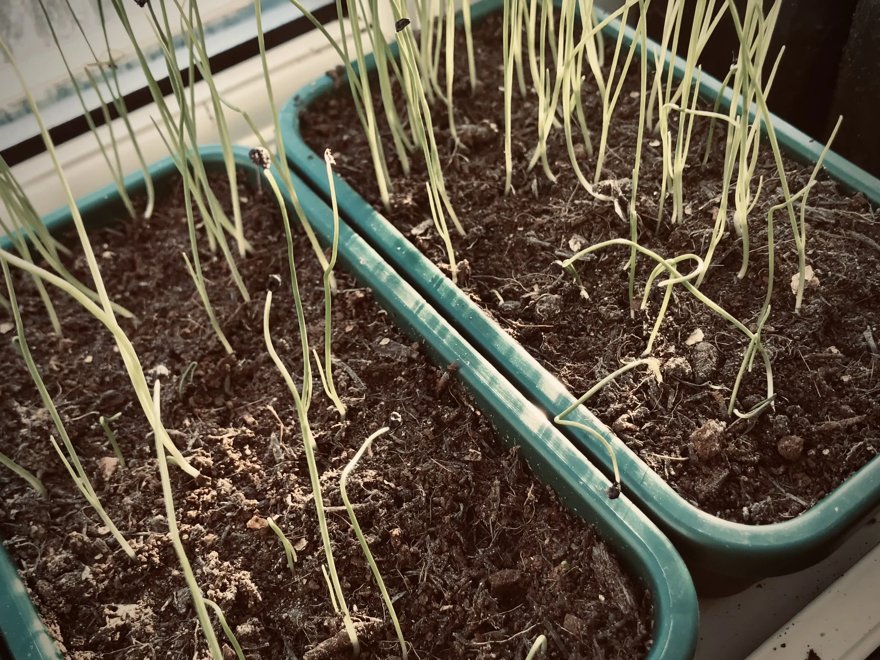 Leek seedlings on windowsill.