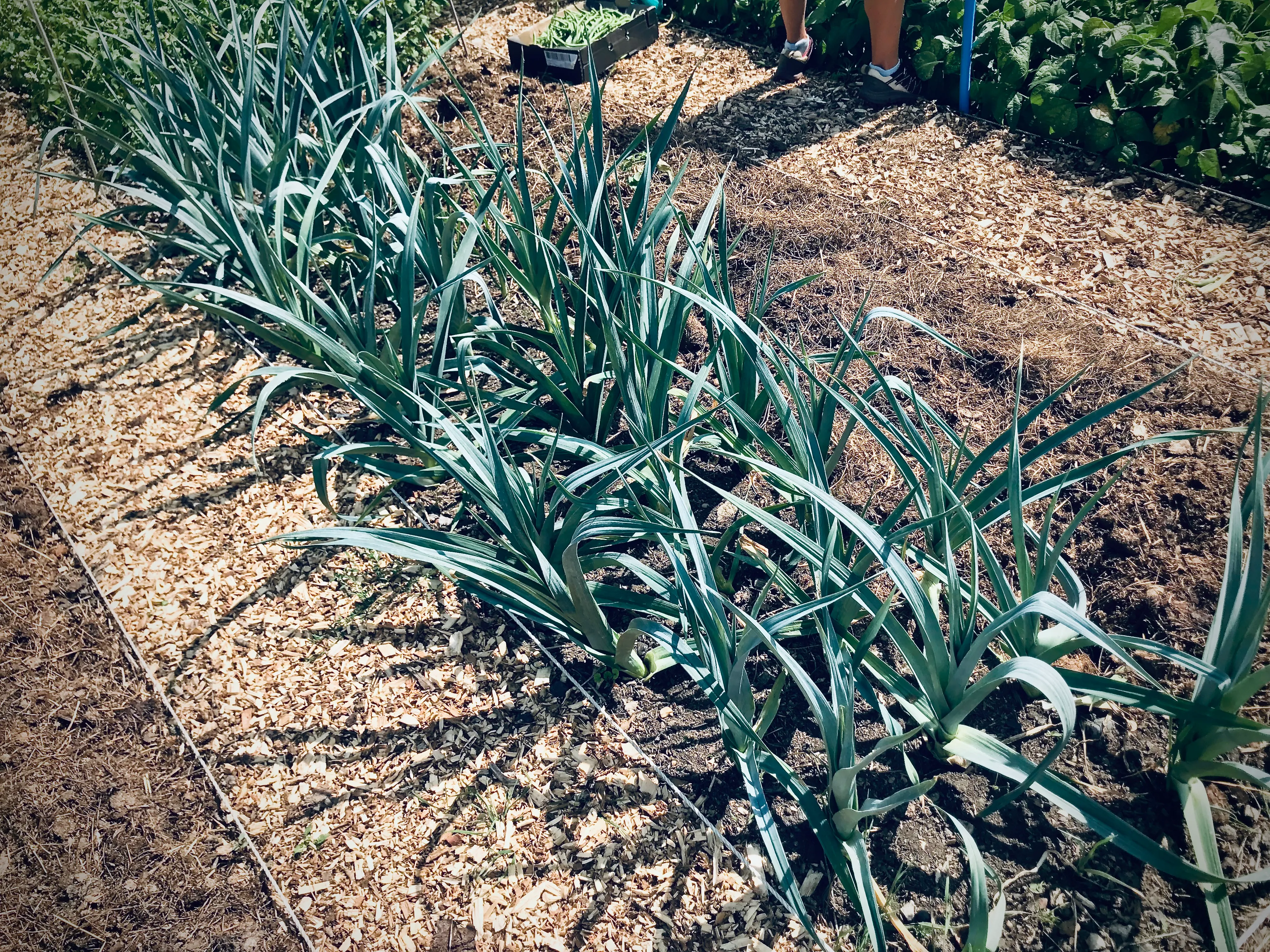 Leeks on the allotment.