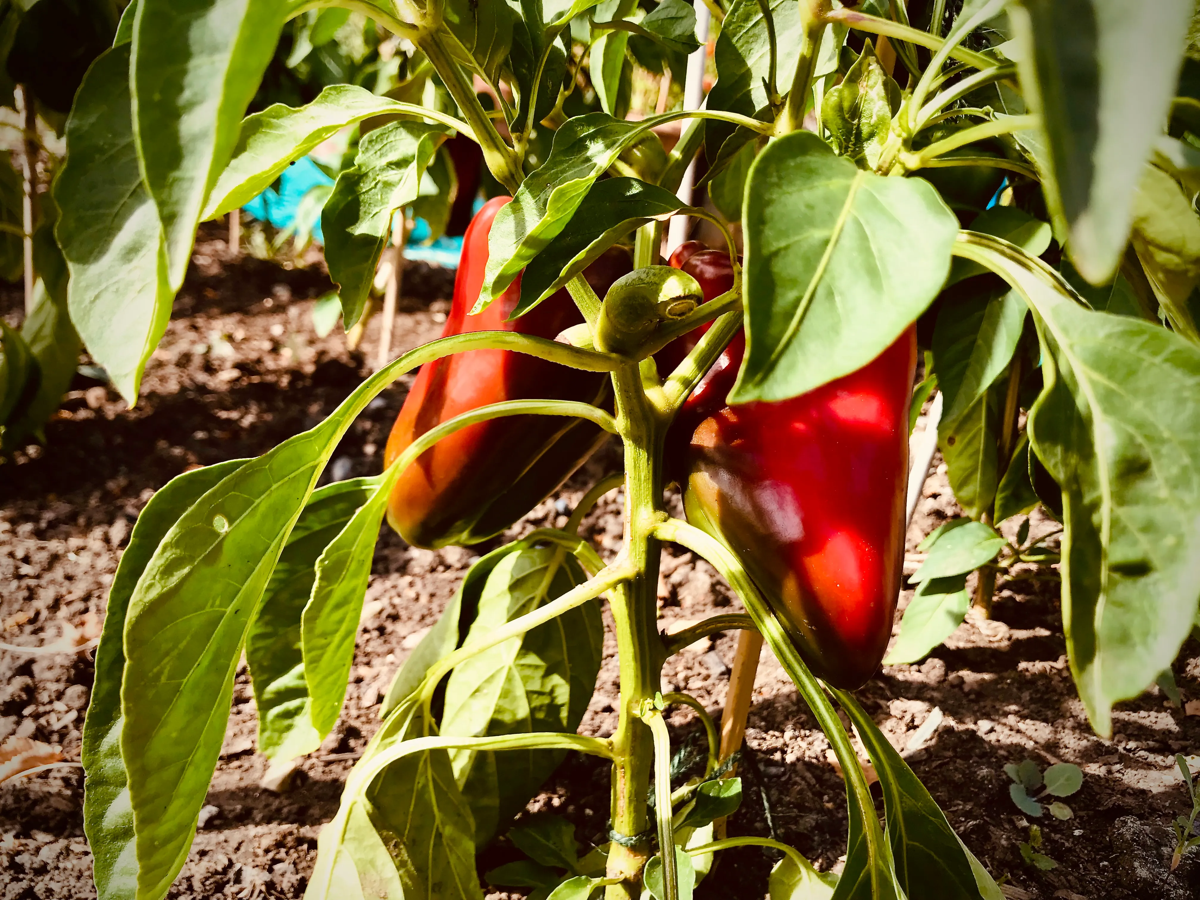 Peppers on the allotment.