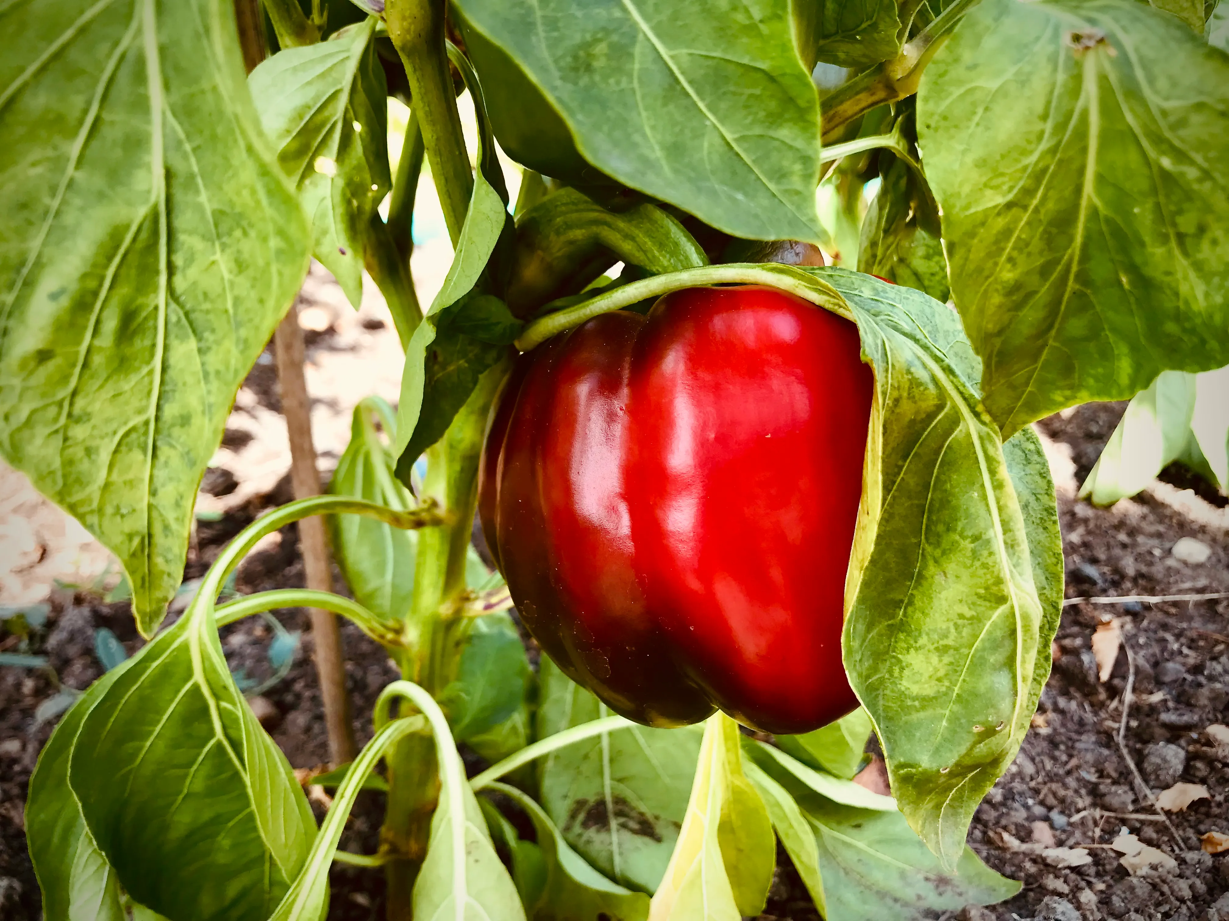 Peppers on the allotment.