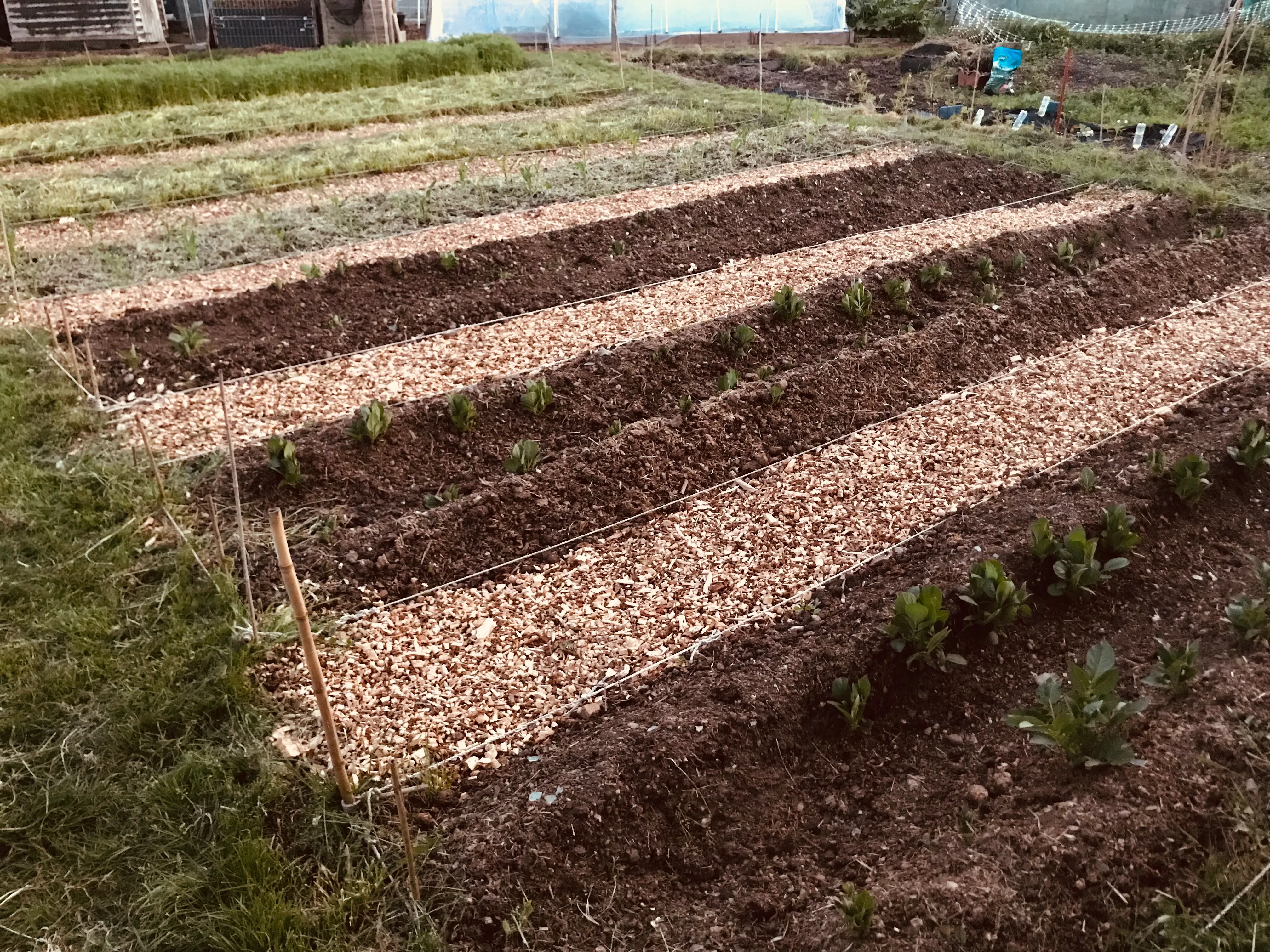 Potatoes earthed up on the allotment. 