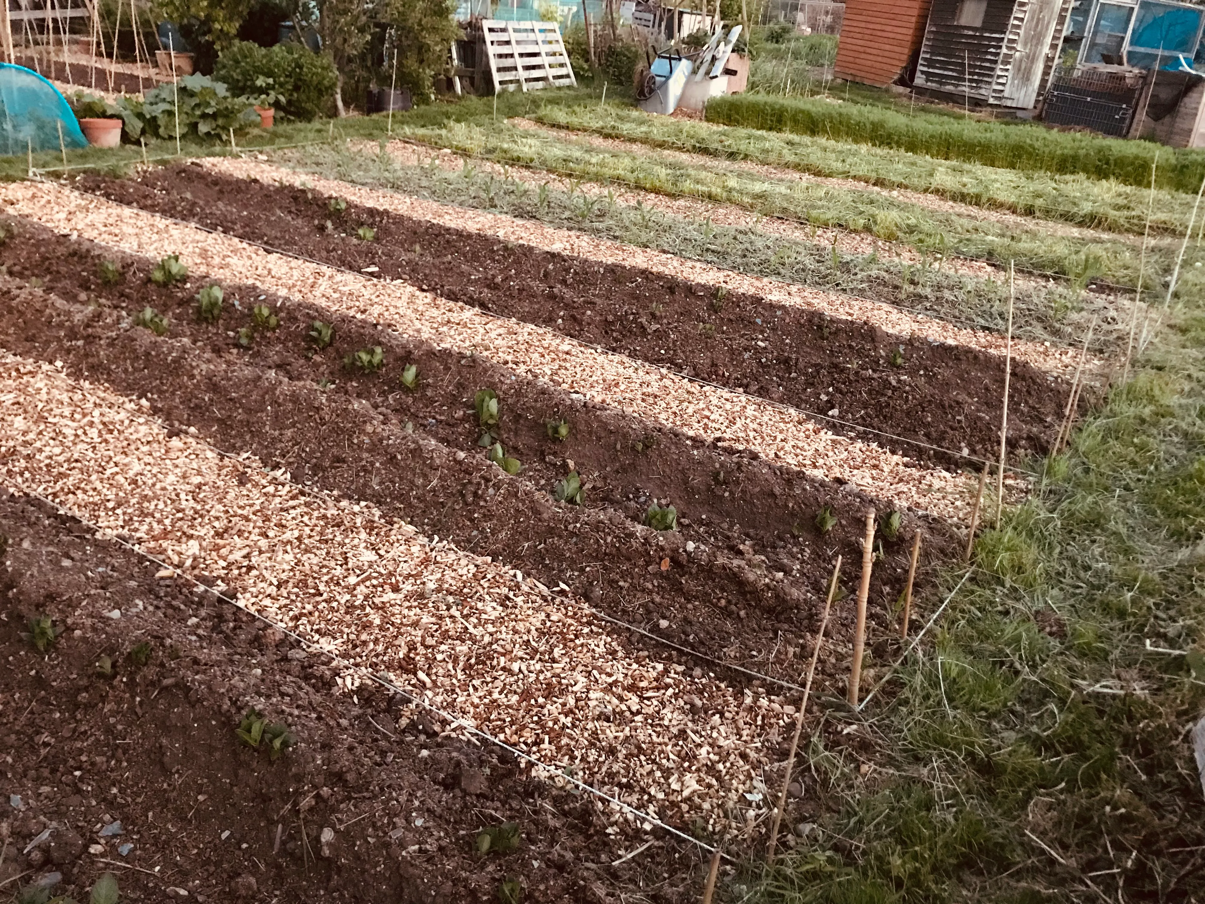 Potatoes earthed up on the allotment. 