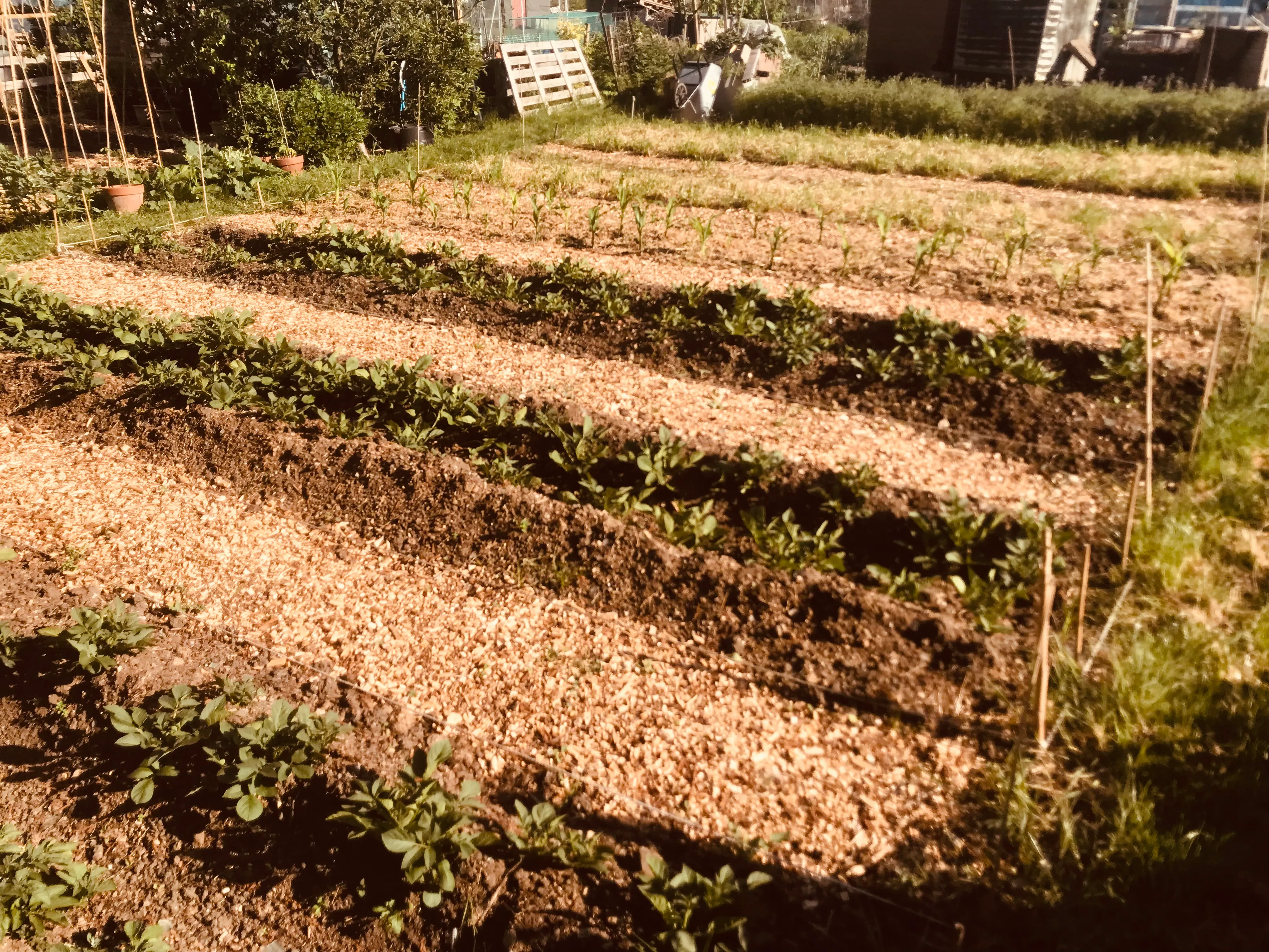 Potatoes earthed up on the allotment. 
