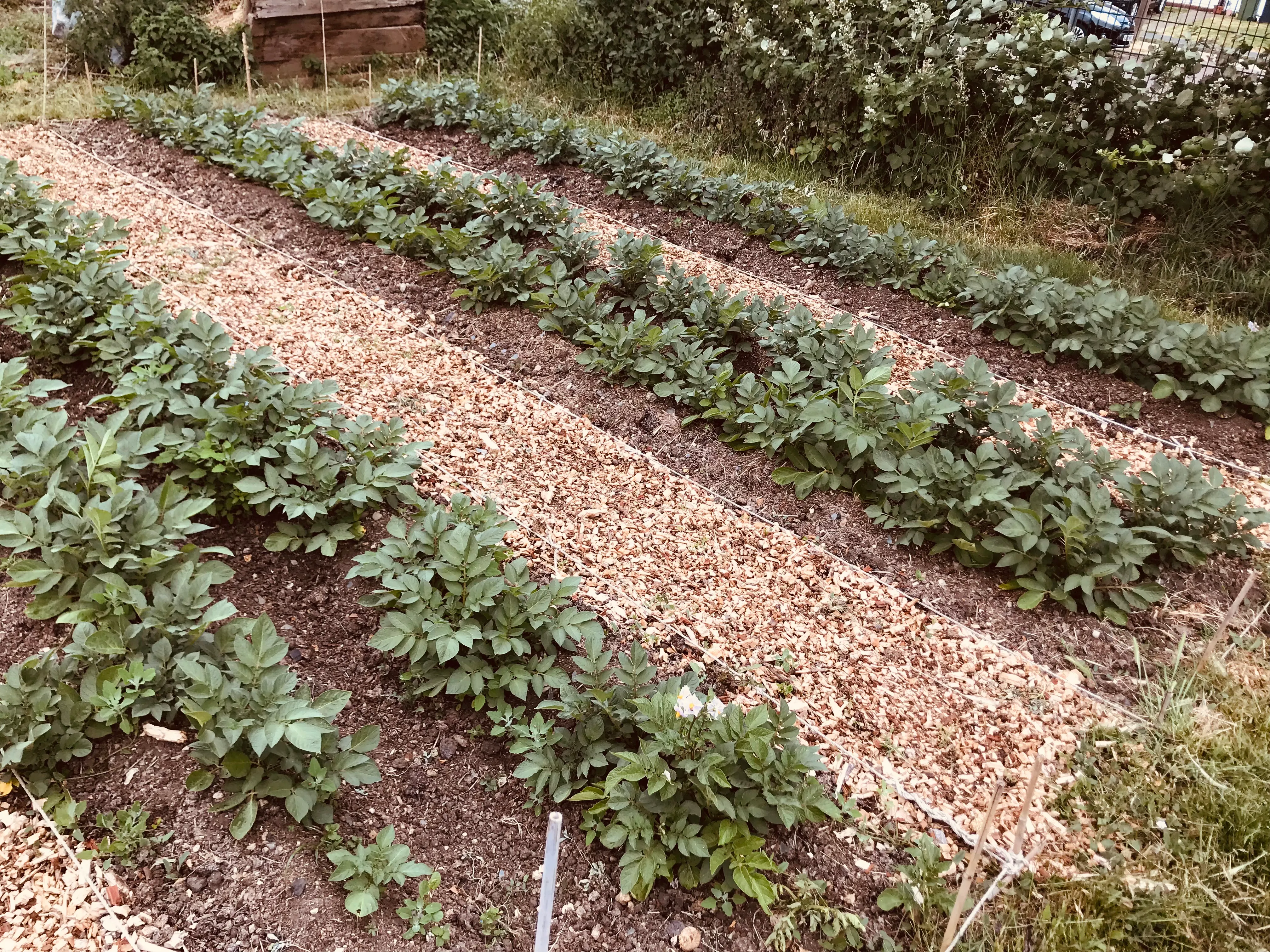 Potatoes earthed up on the allotment. 