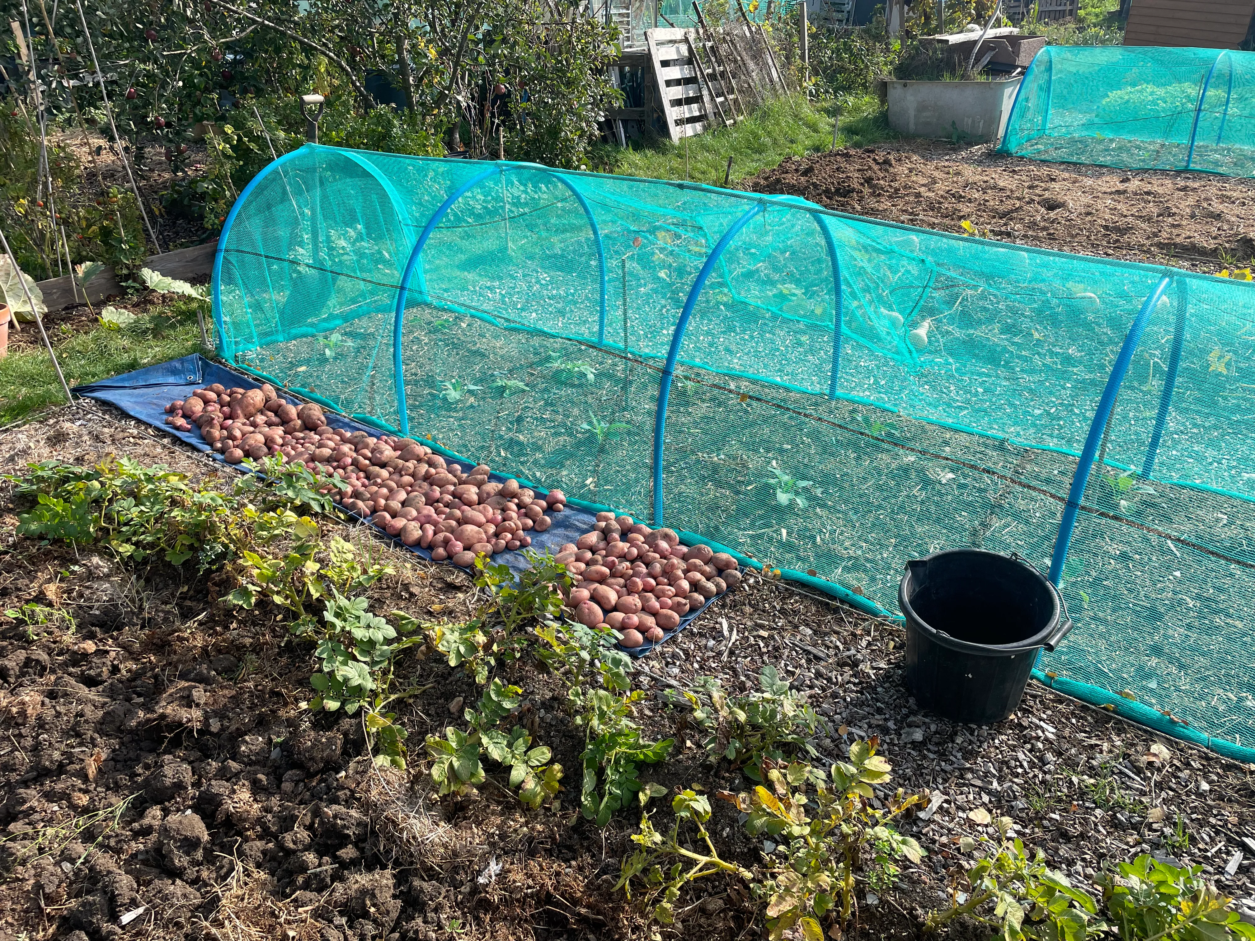 Sarpo Mira potatoes on the allotment.
