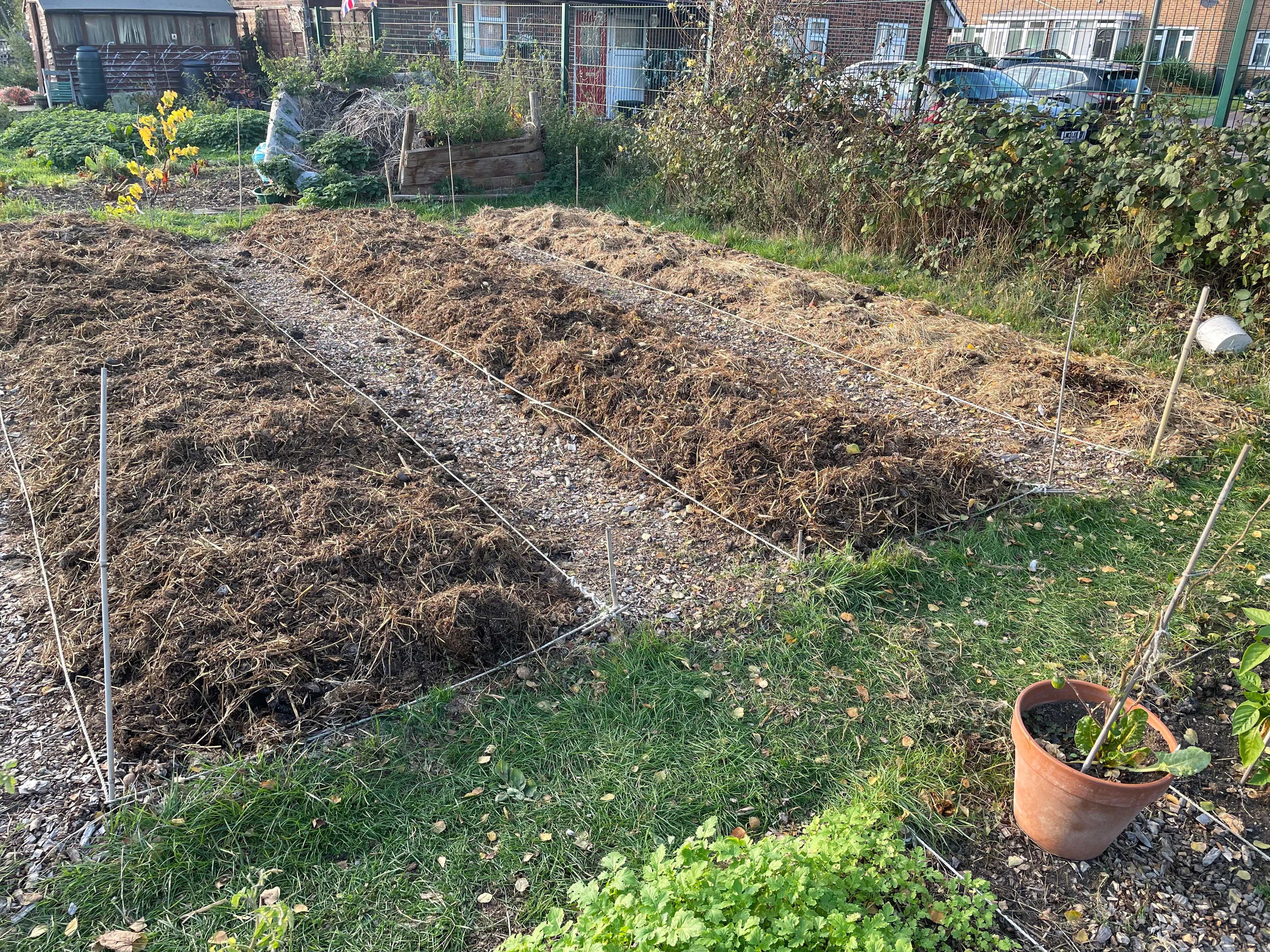 Manure on the allotment.