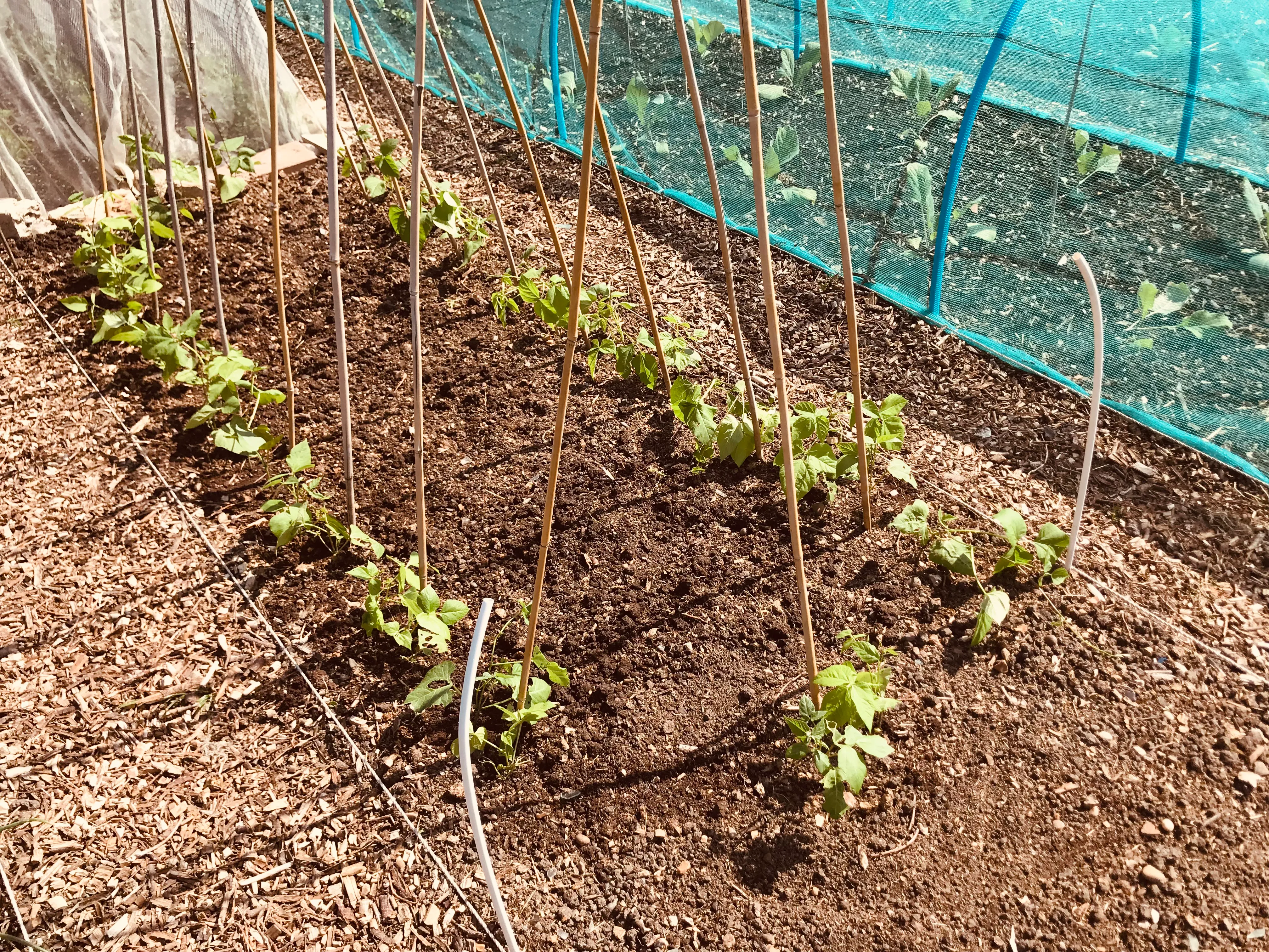 Runner Beans on the allotment