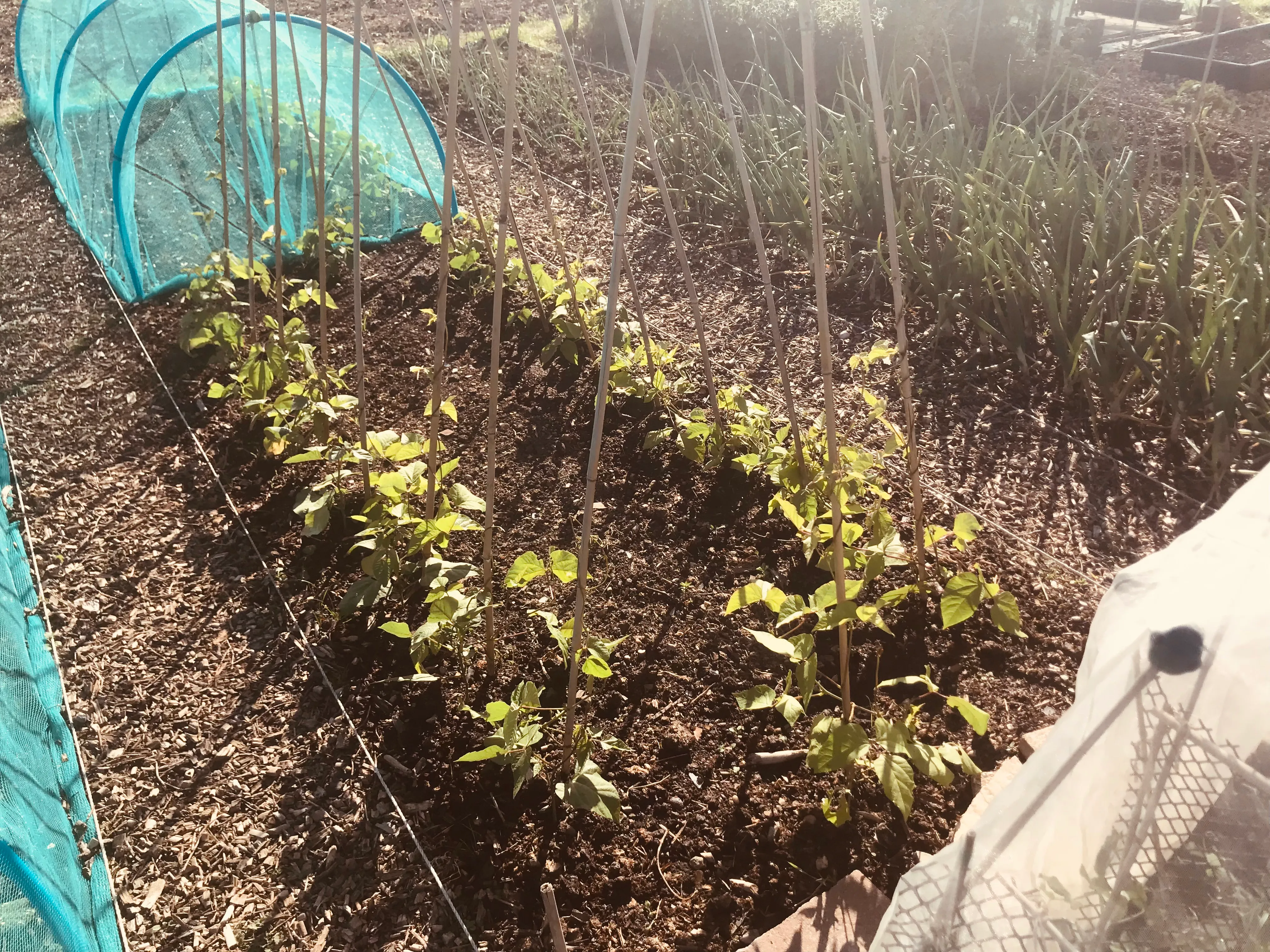 Runner Beans on the allotment