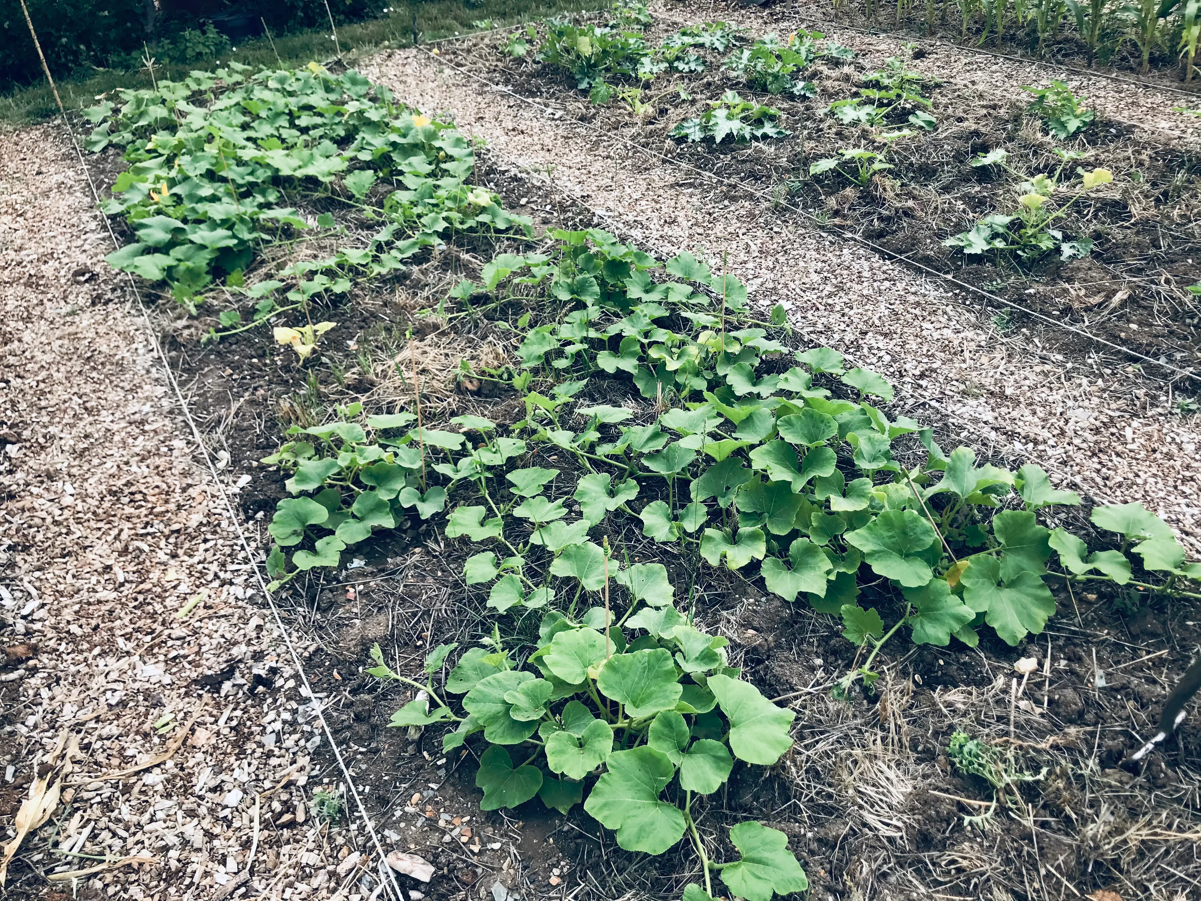 Squashes on the allotment