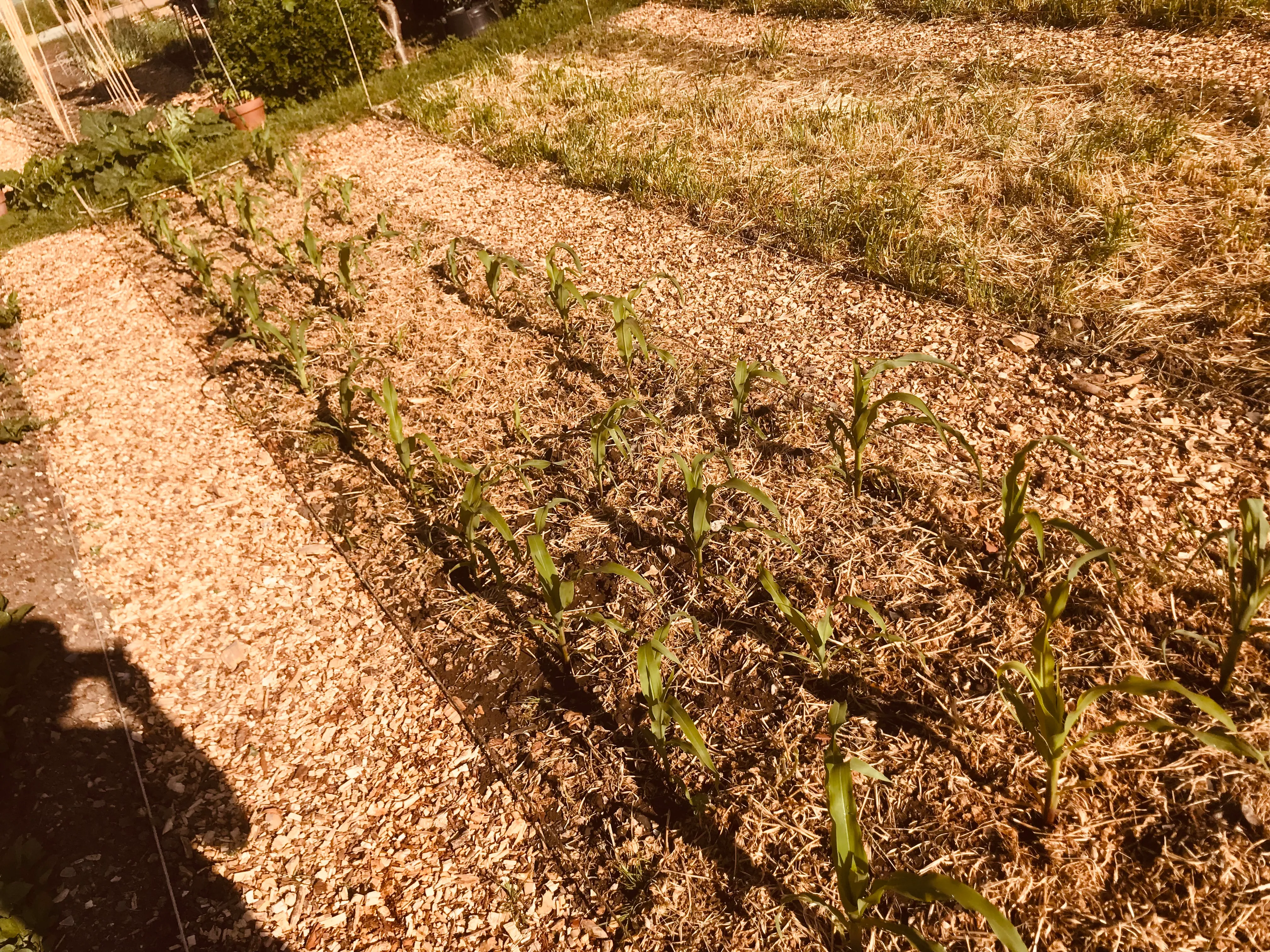 Sweetcorn on the allotment.