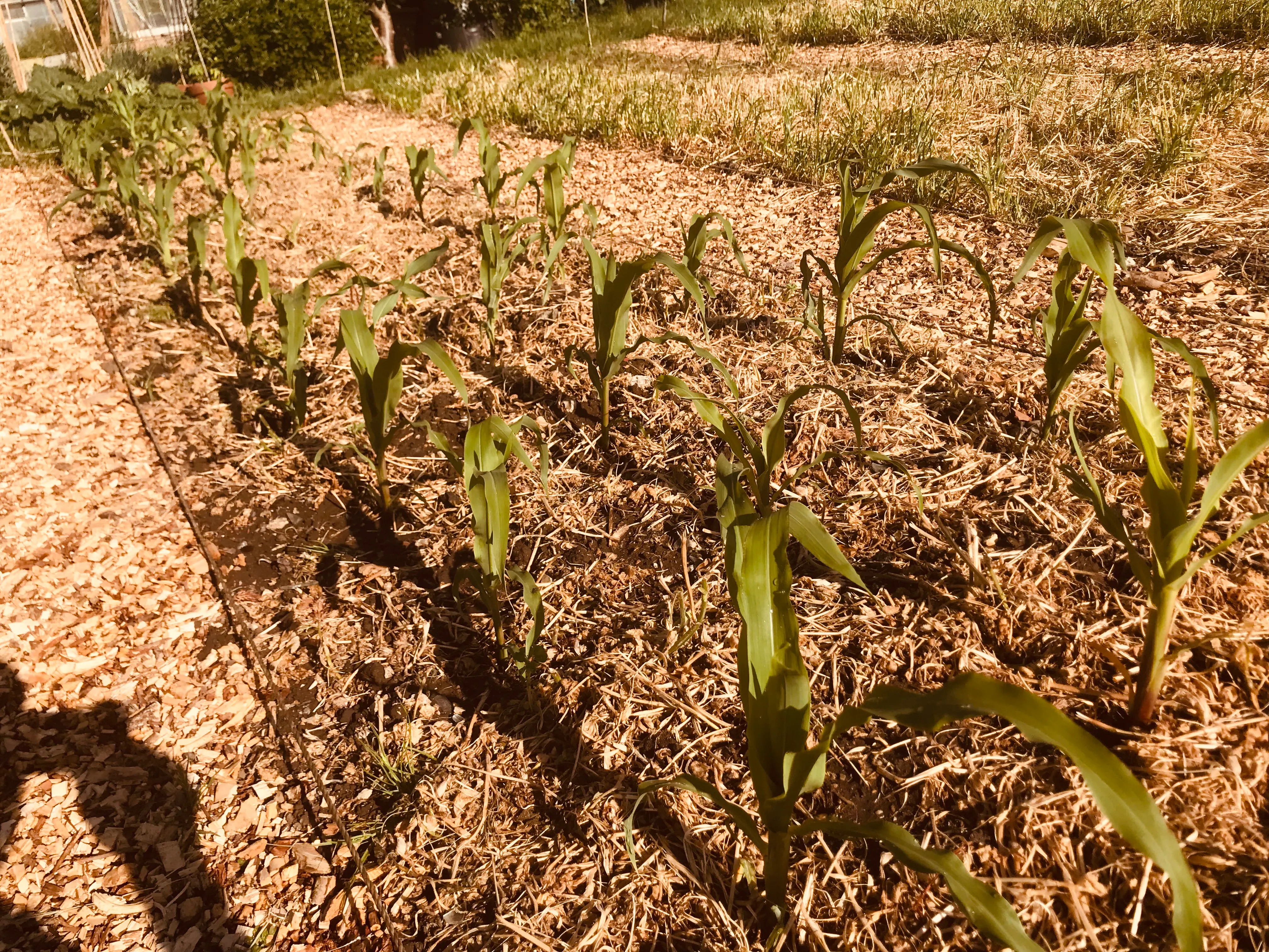 Sweetcorn on the allotment.