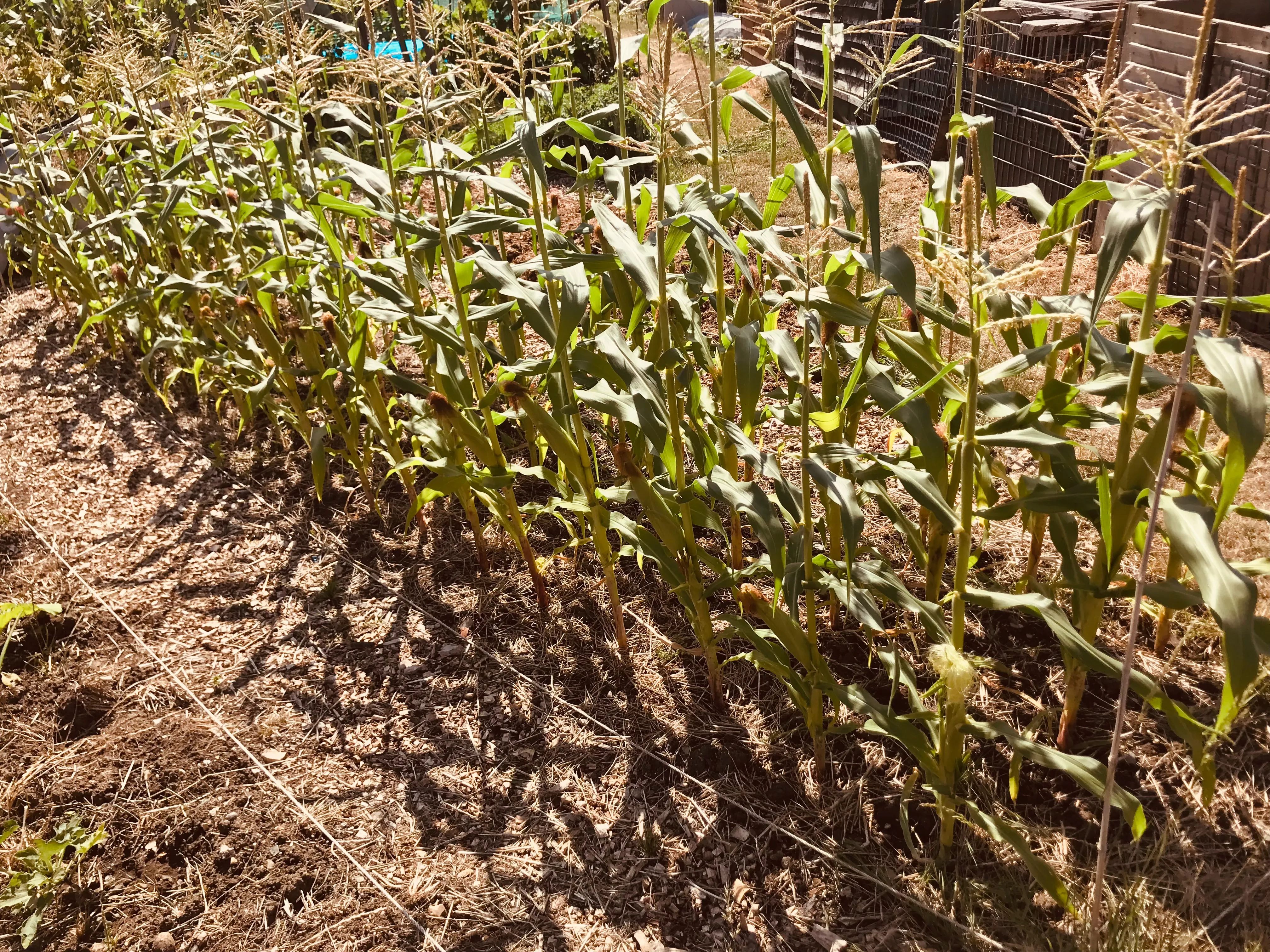 Sweetcorn on the allotment.