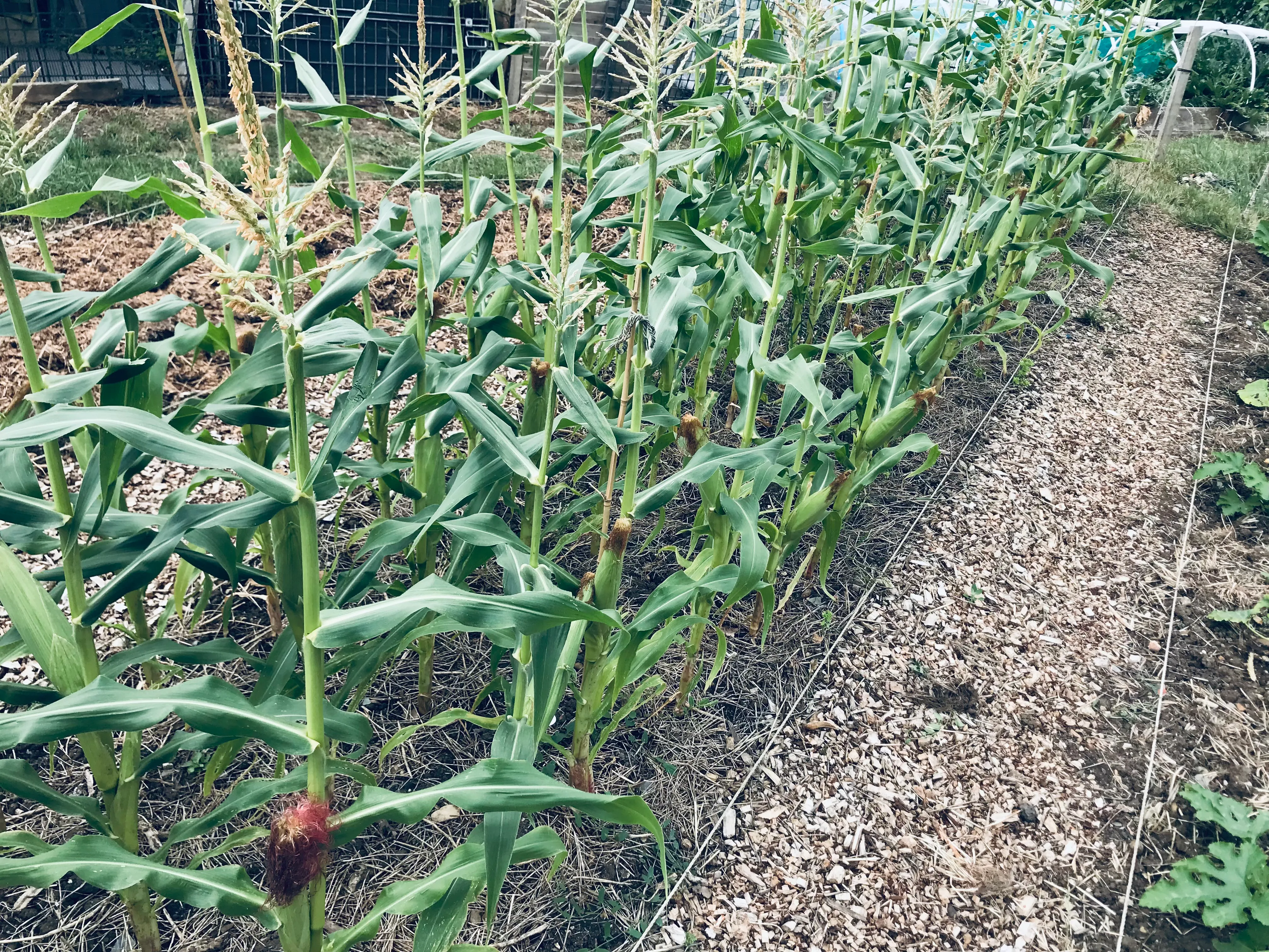 Sweetcorn on the allotment.