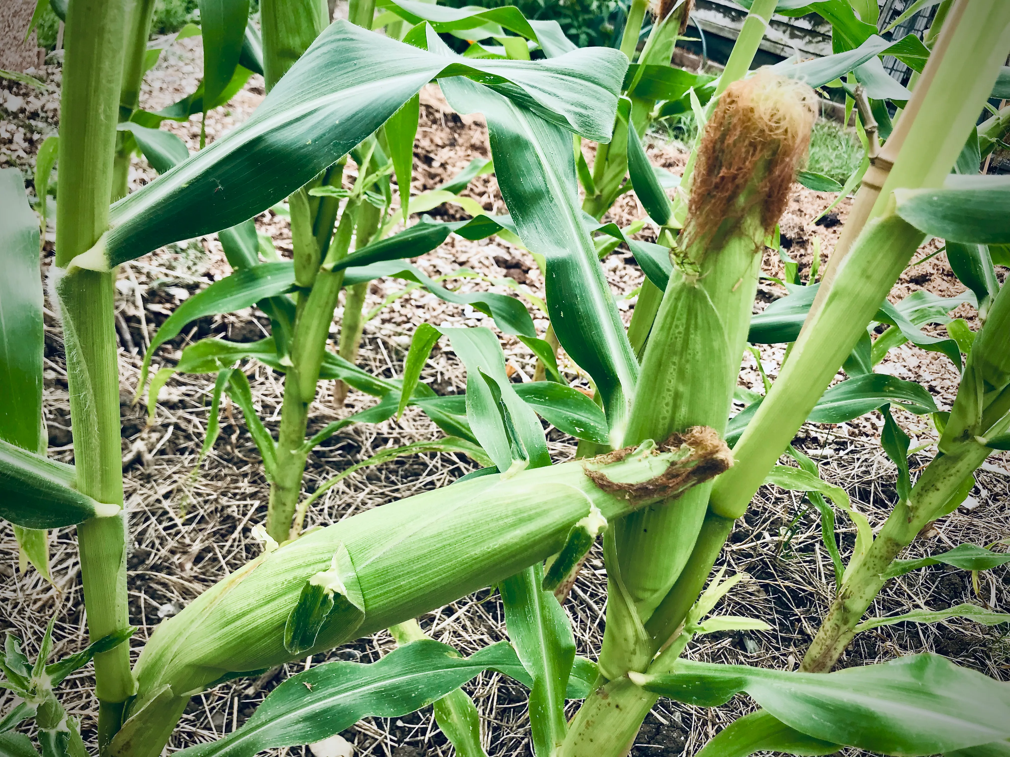 Sweetcorn on the allotment.