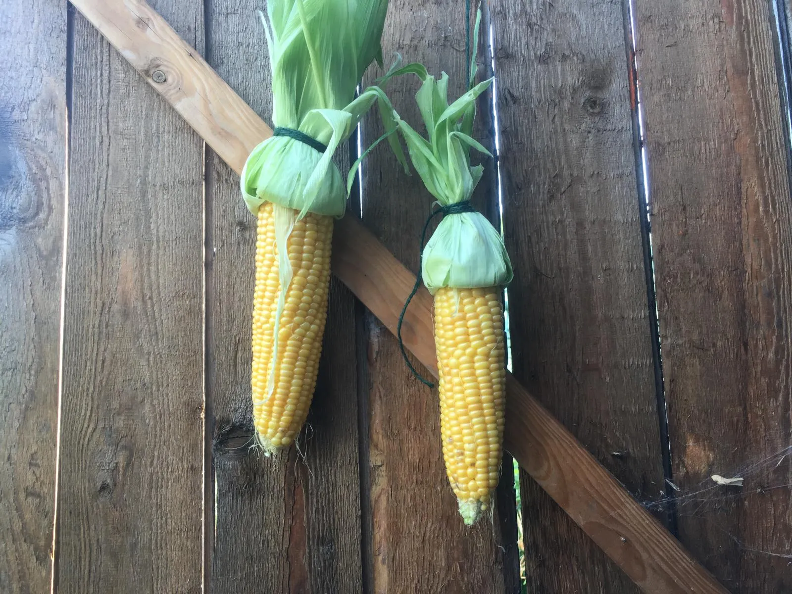 Sweetcorn on the allotment.
