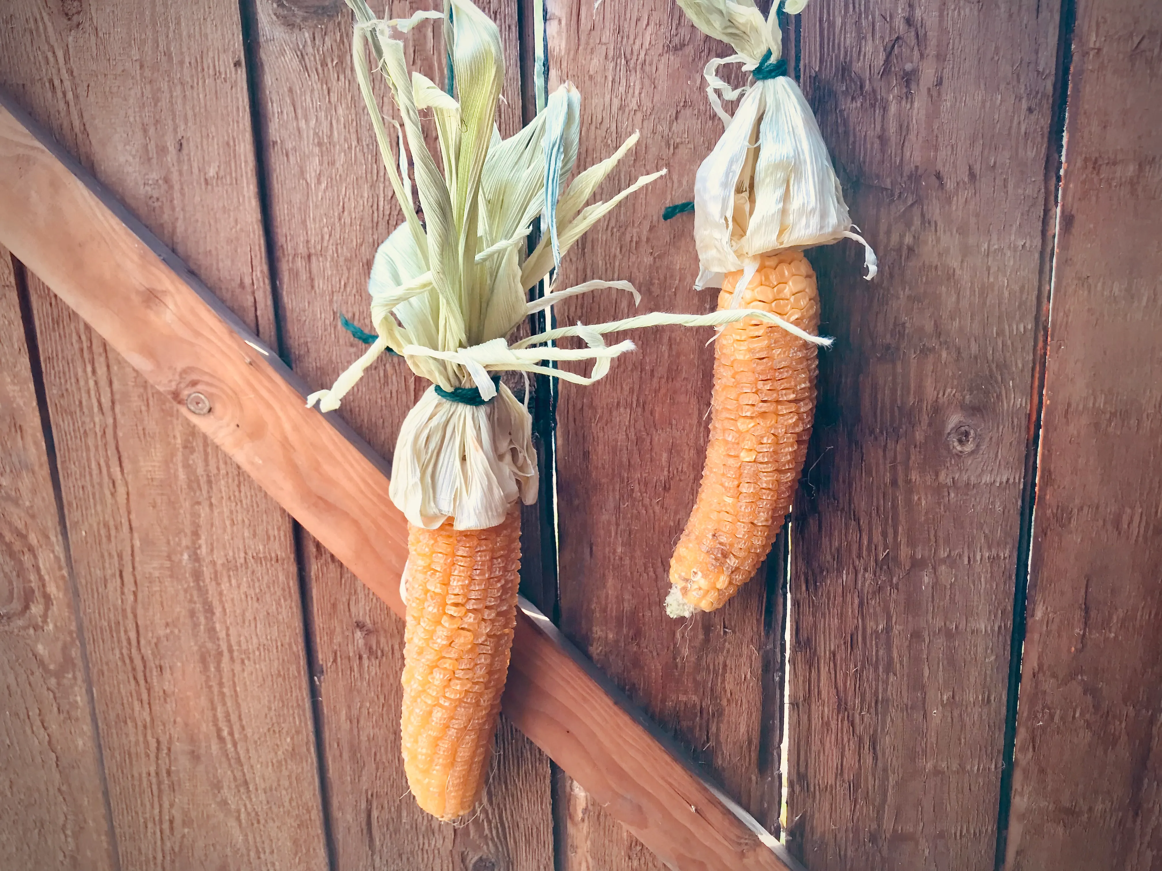 Sweetcorn on the allotment.