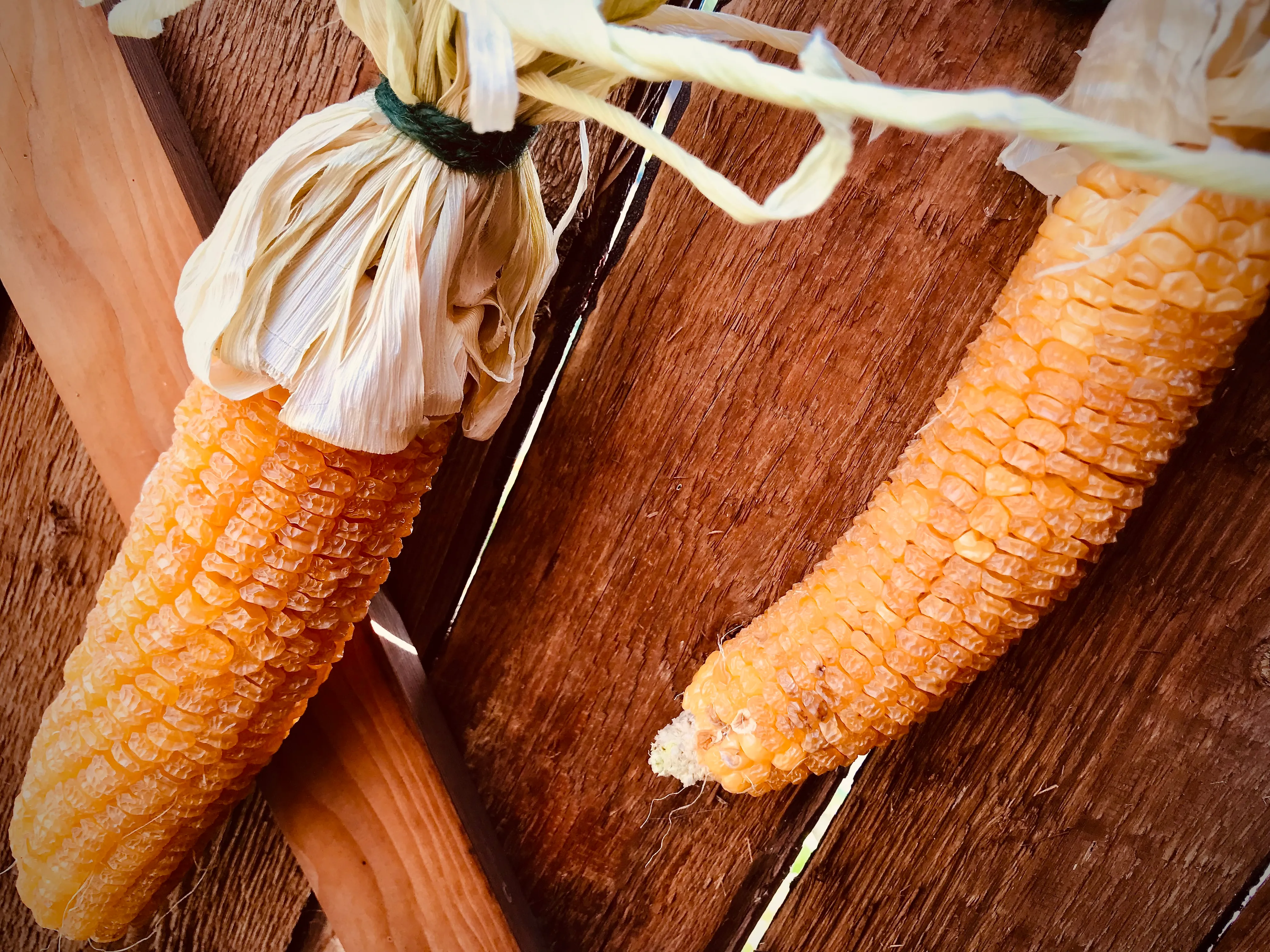 Sweetcorn on the allotment.