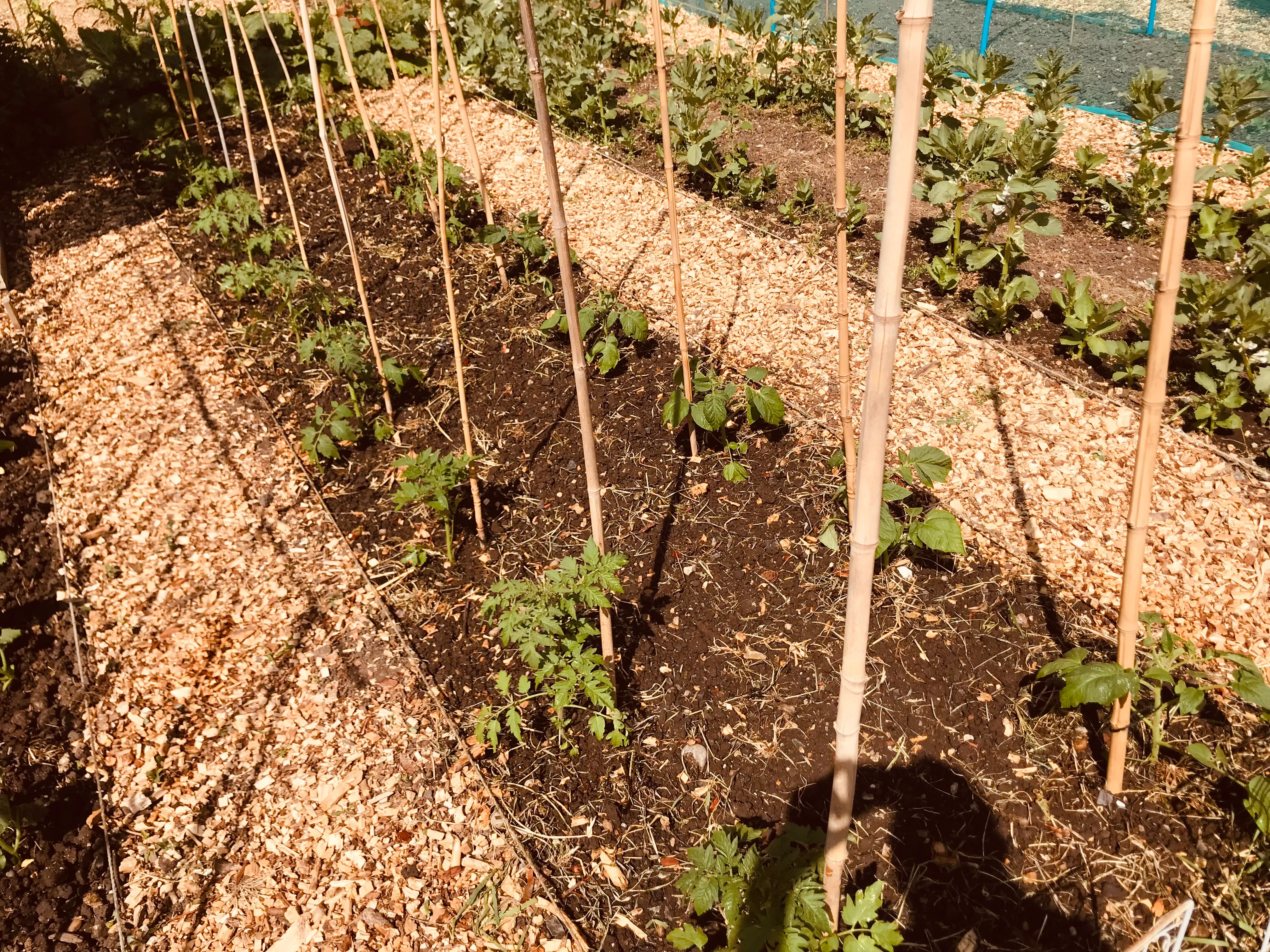 Tomatoes on the allotment.