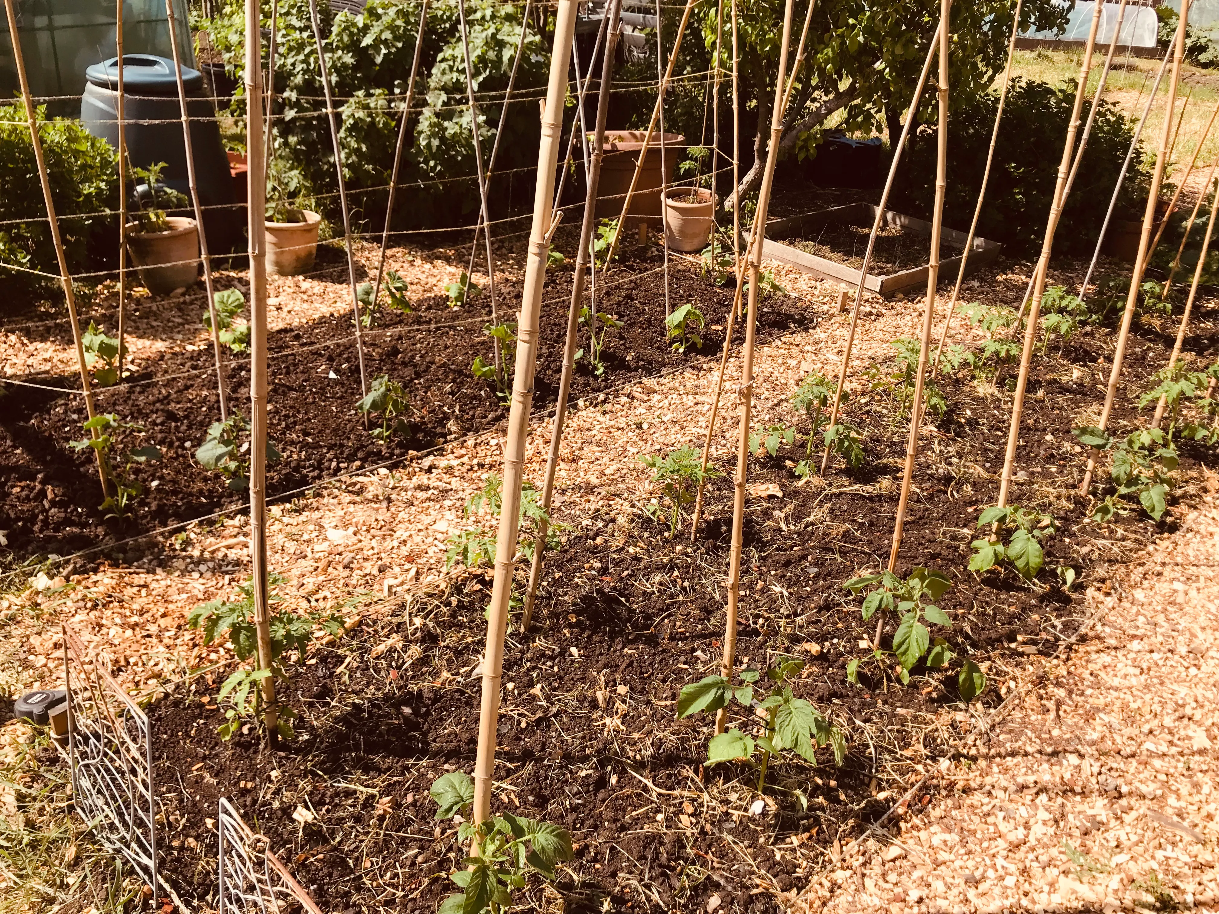 Tomatoes on the allotment.