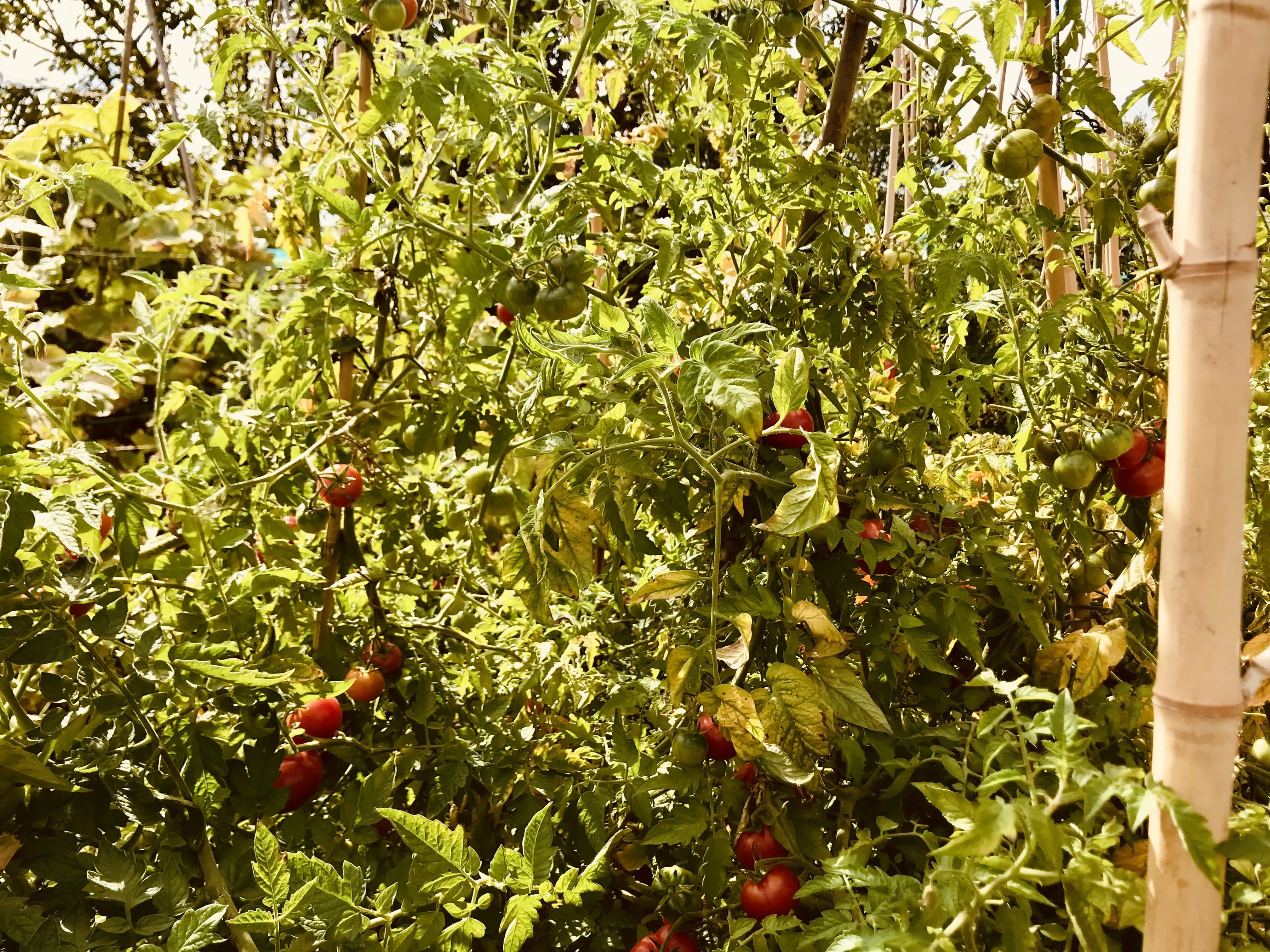 Tomatoes on the allotment.