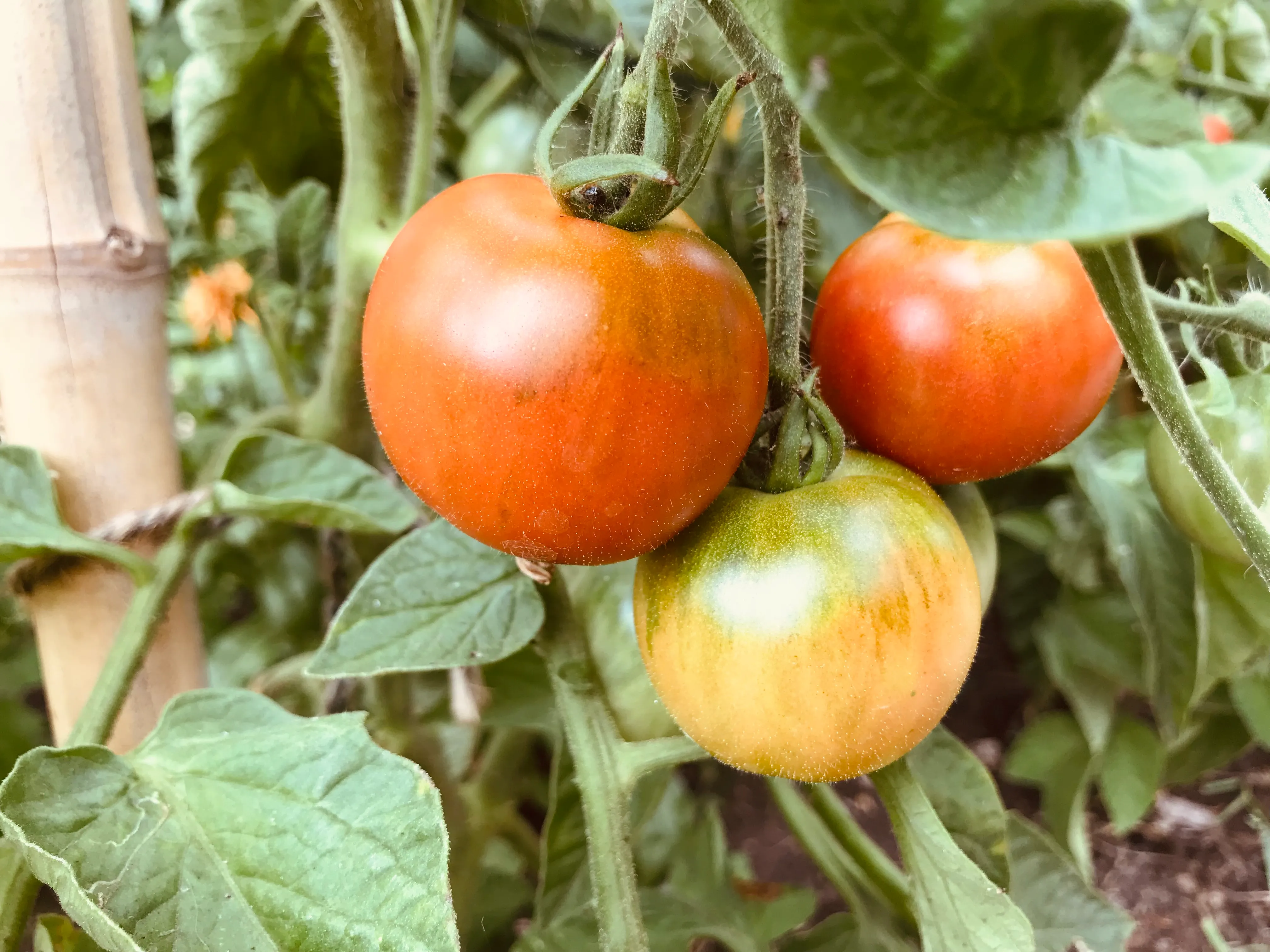 Tomatoes on the allotment.