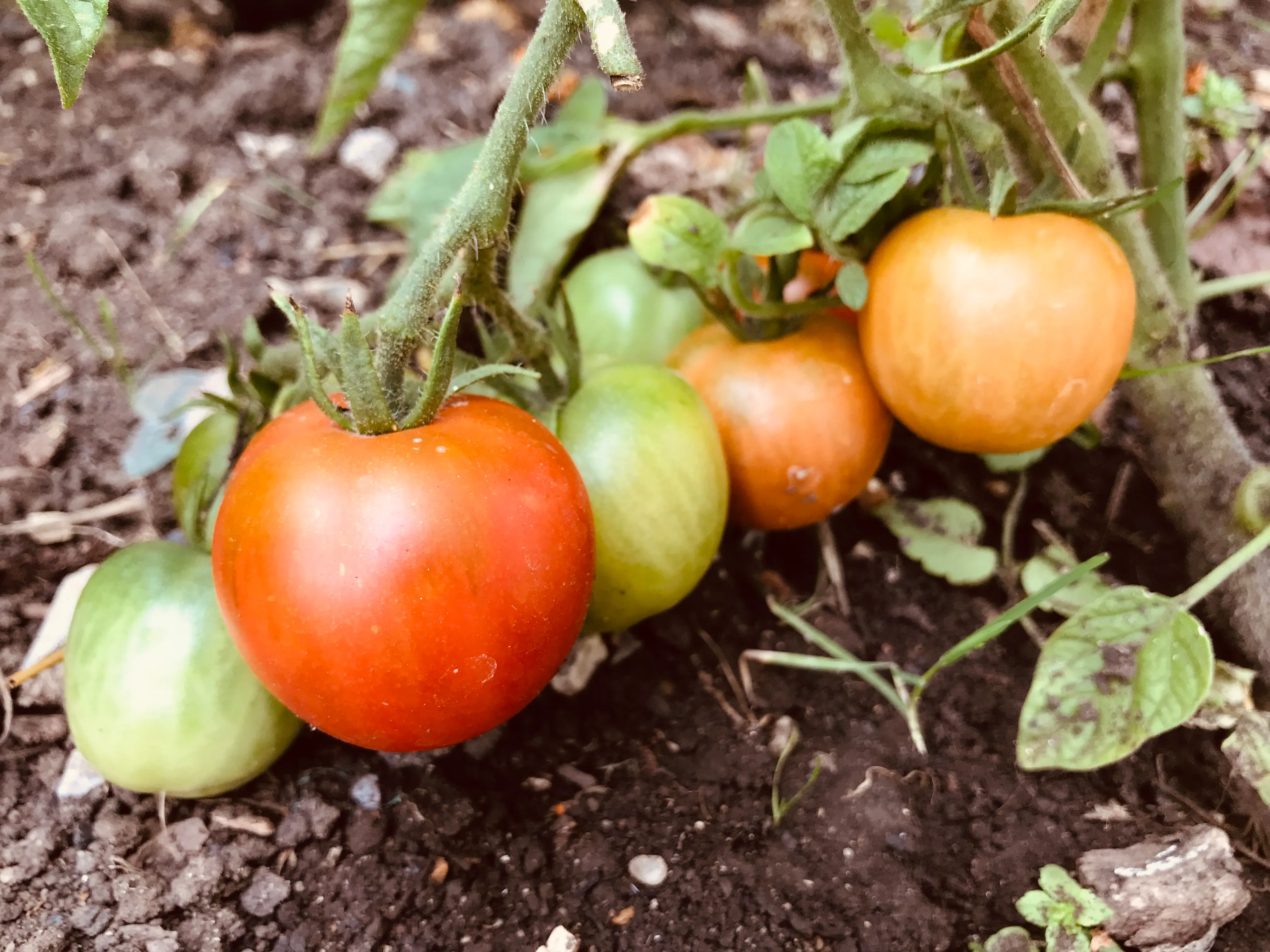 Tomatoes on the allotment.