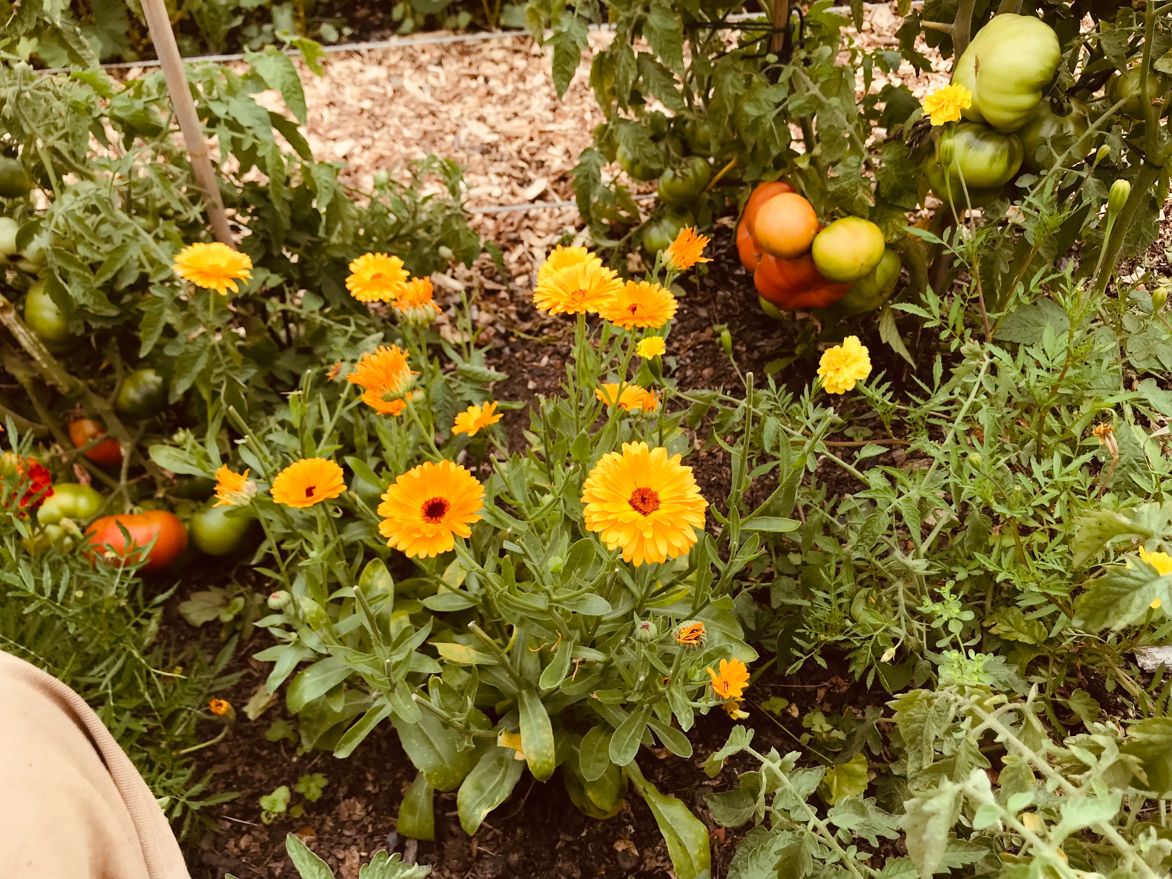 Tomatoes on the allotment.