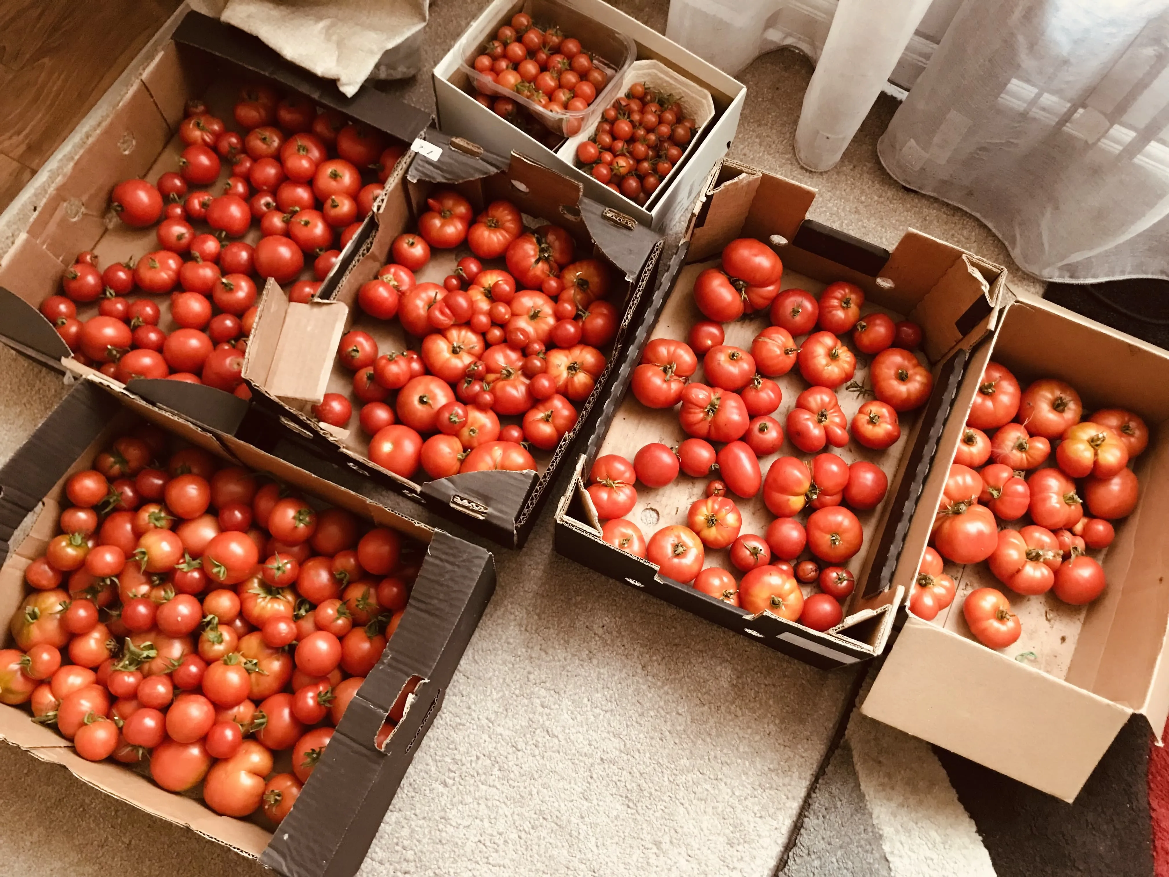 Tomatoes on the allotment.