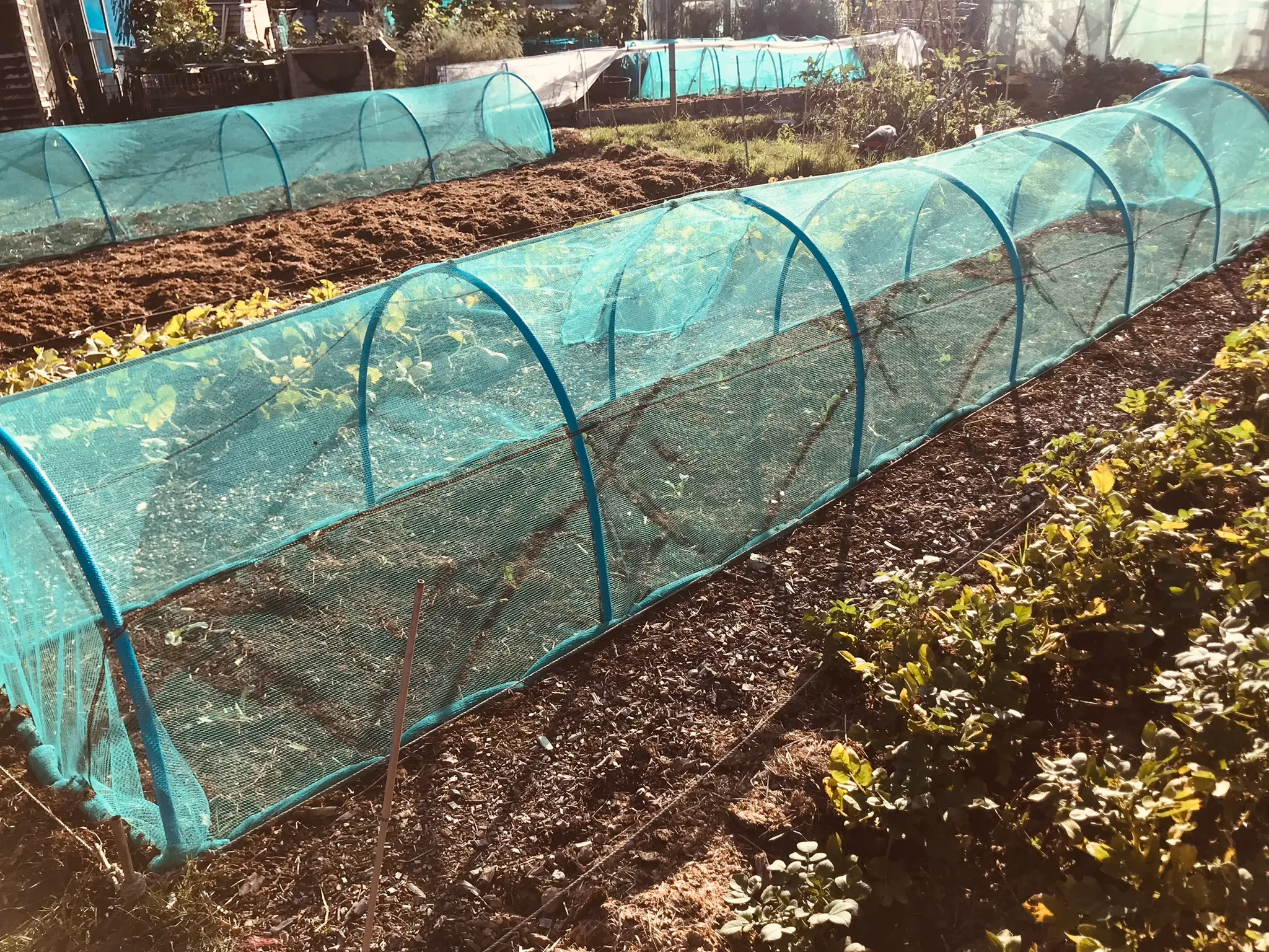 Winter Cabbages on the allotment