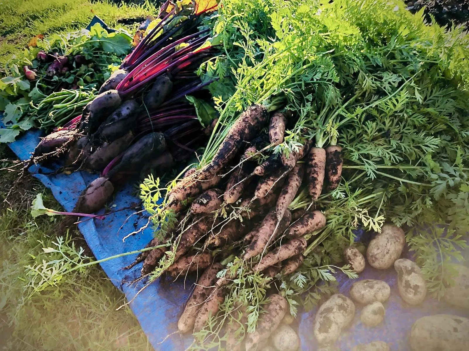 Radish, carrots, beetroots & spuds.