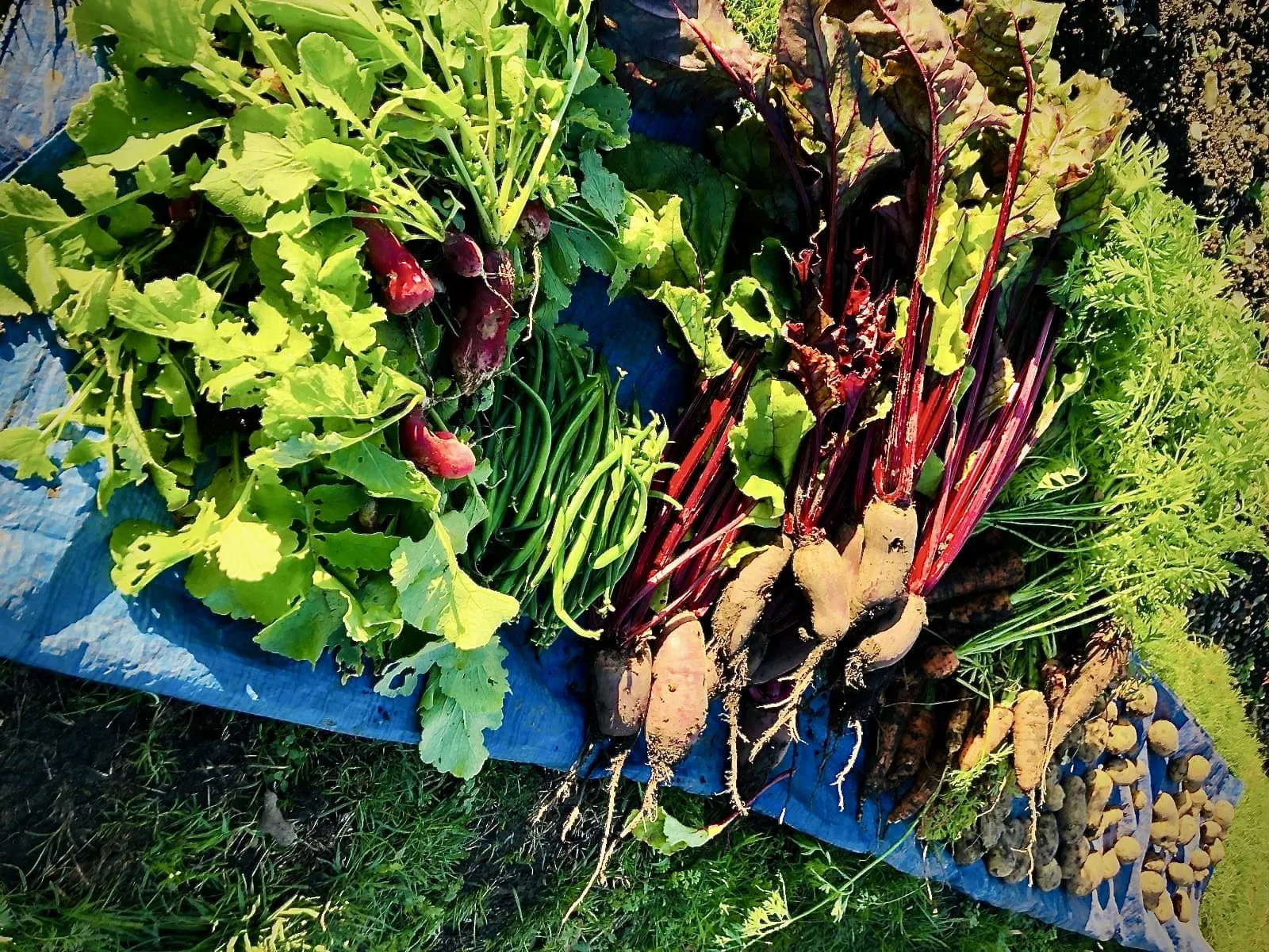 Radish, carrots, beetroots & spuds.