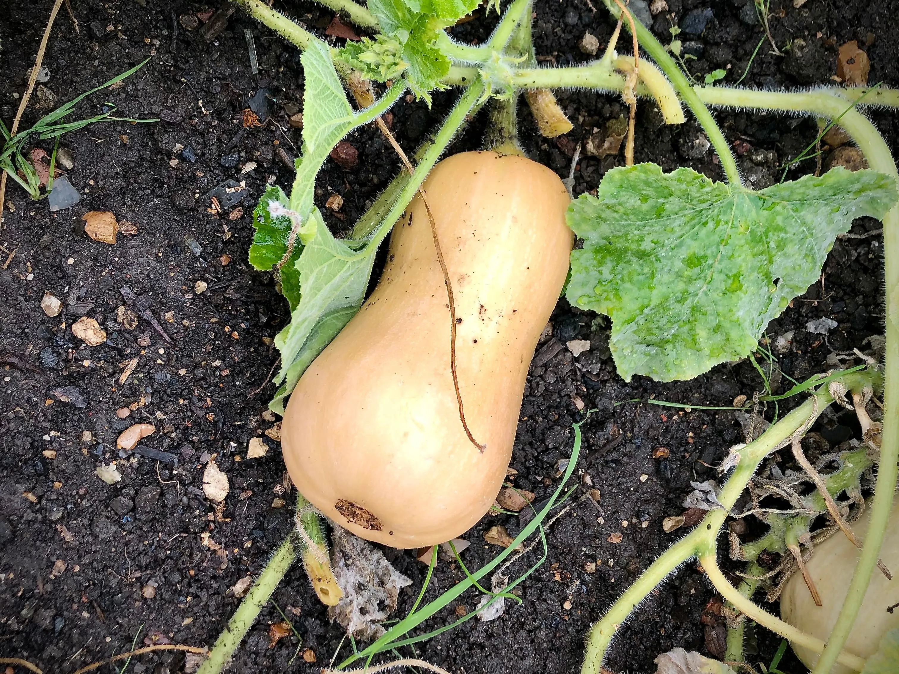 Butternut squash ready for harvesting.
